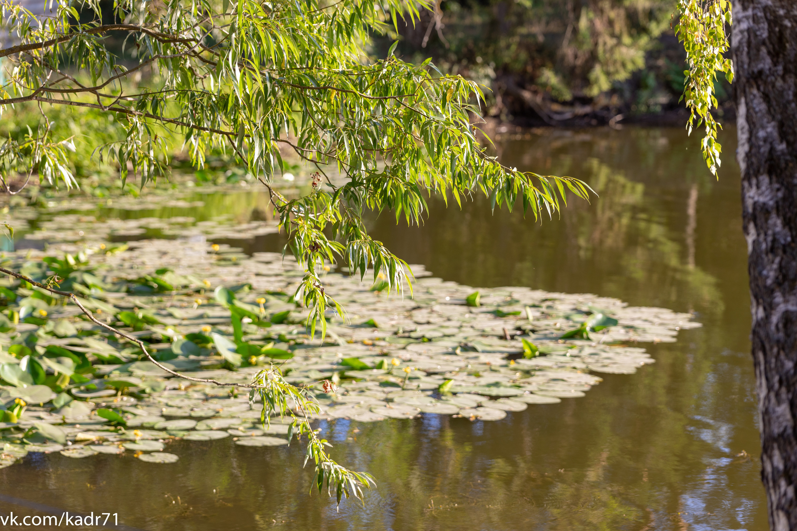 Усадьба Л. Н. Толстого «Ясная Поляна» летом. Фотограф в Туле Крупский АнДРей. Фотостудия «КАДР71» в Туле