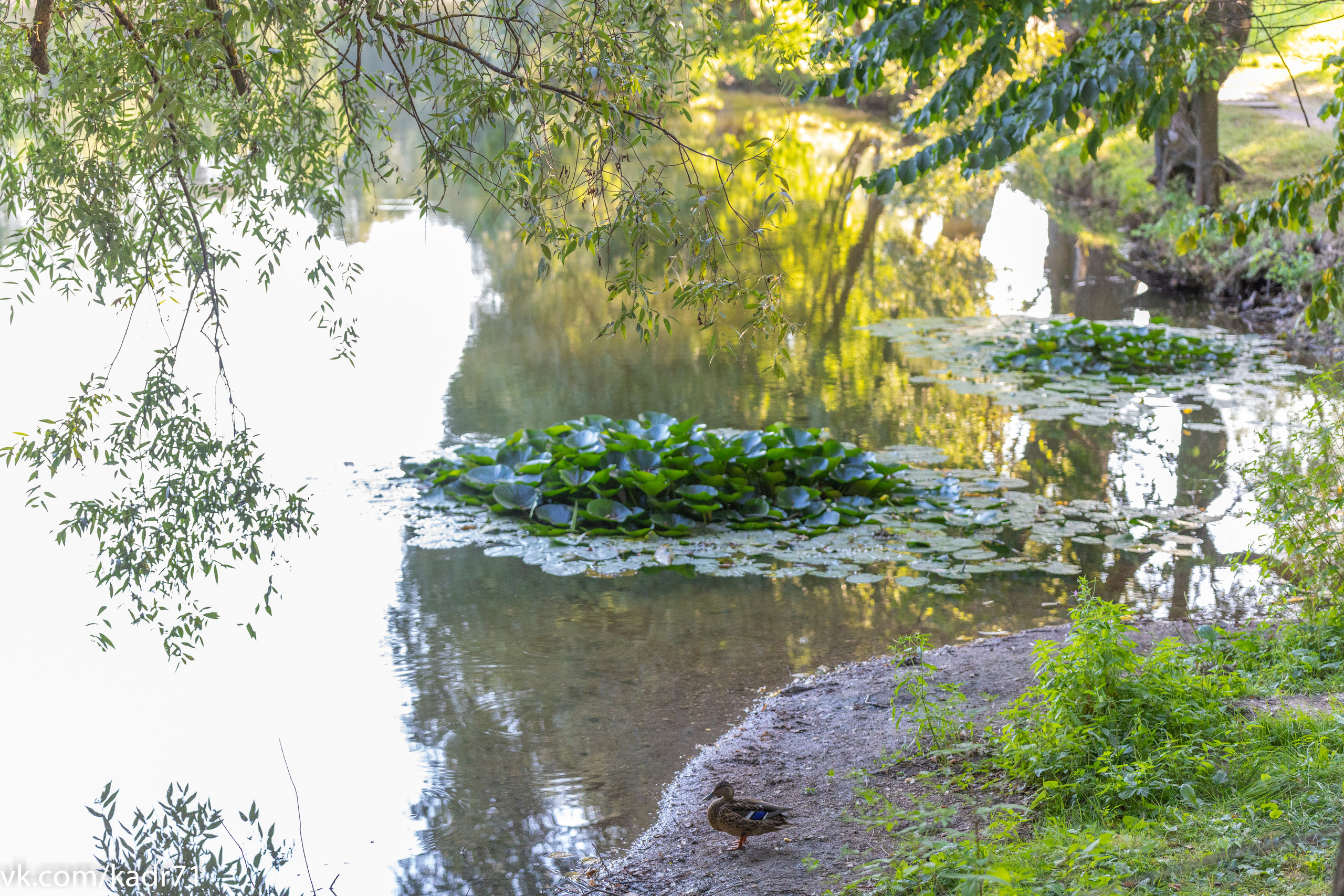 Усадьба Л. Н. Толстого «Ясная Поляна» летом. Фотограф в Туле Крупский АнДРей. Фотостудия «КАДР71» в Туле