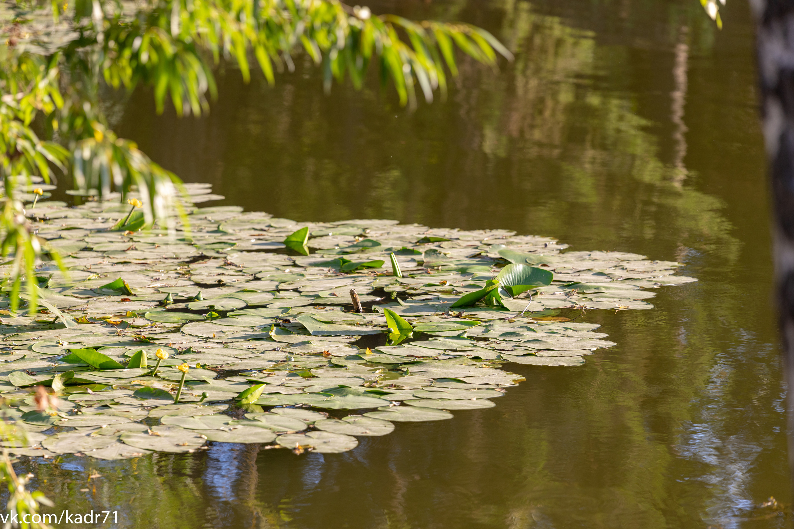 Усадьба Л. Н. Толстого «Ясная Поляна» летом. Фотограф в Туле Крупский АнДРей. Фотостудия «КАДР71» в Туле