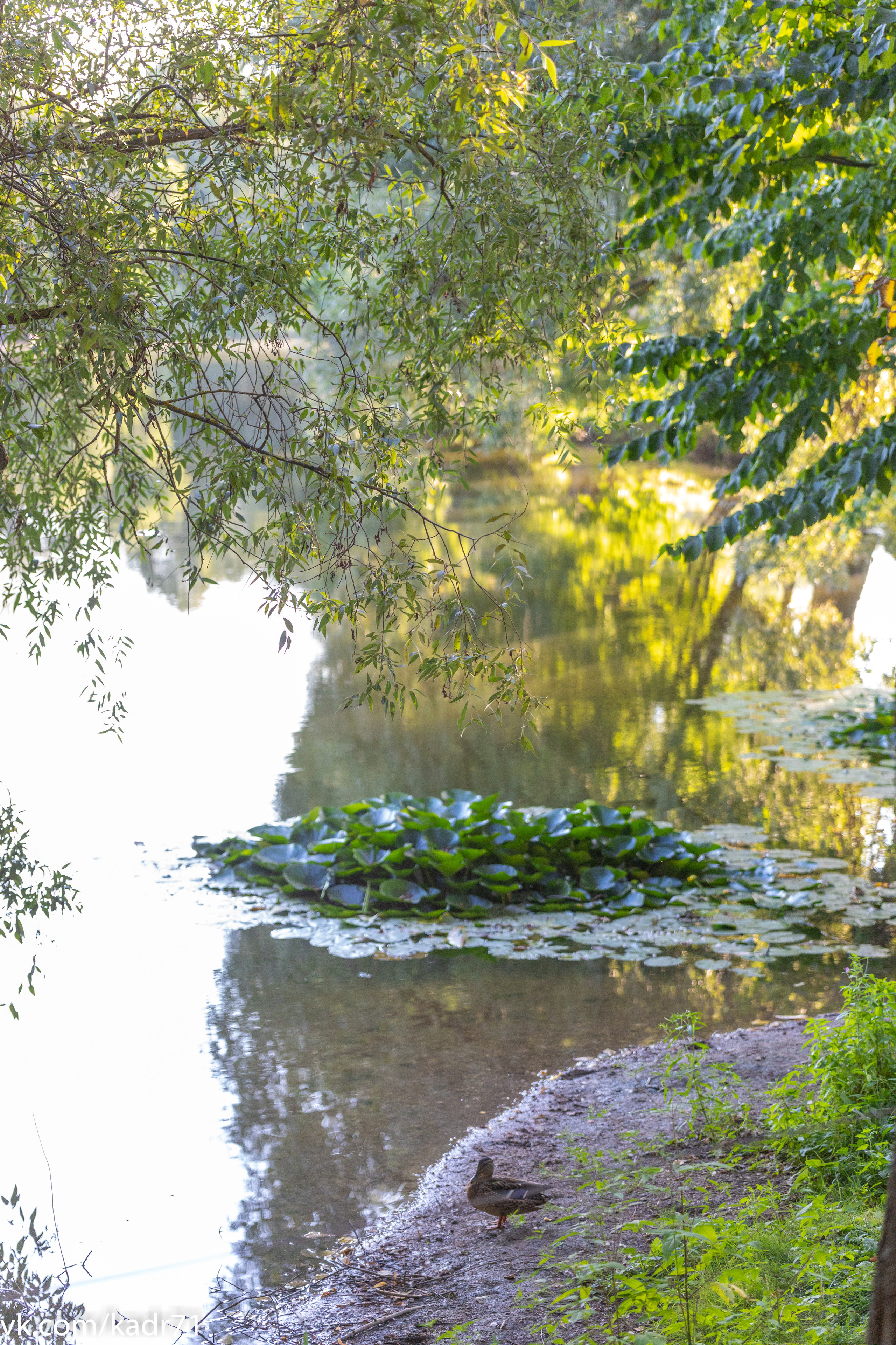 Усадьба Л. Н. Толстого «Ясная Поляна» летом. Фотограф в Туле Крупский АнДРей. Фотостудия «КАДР71» в Туле