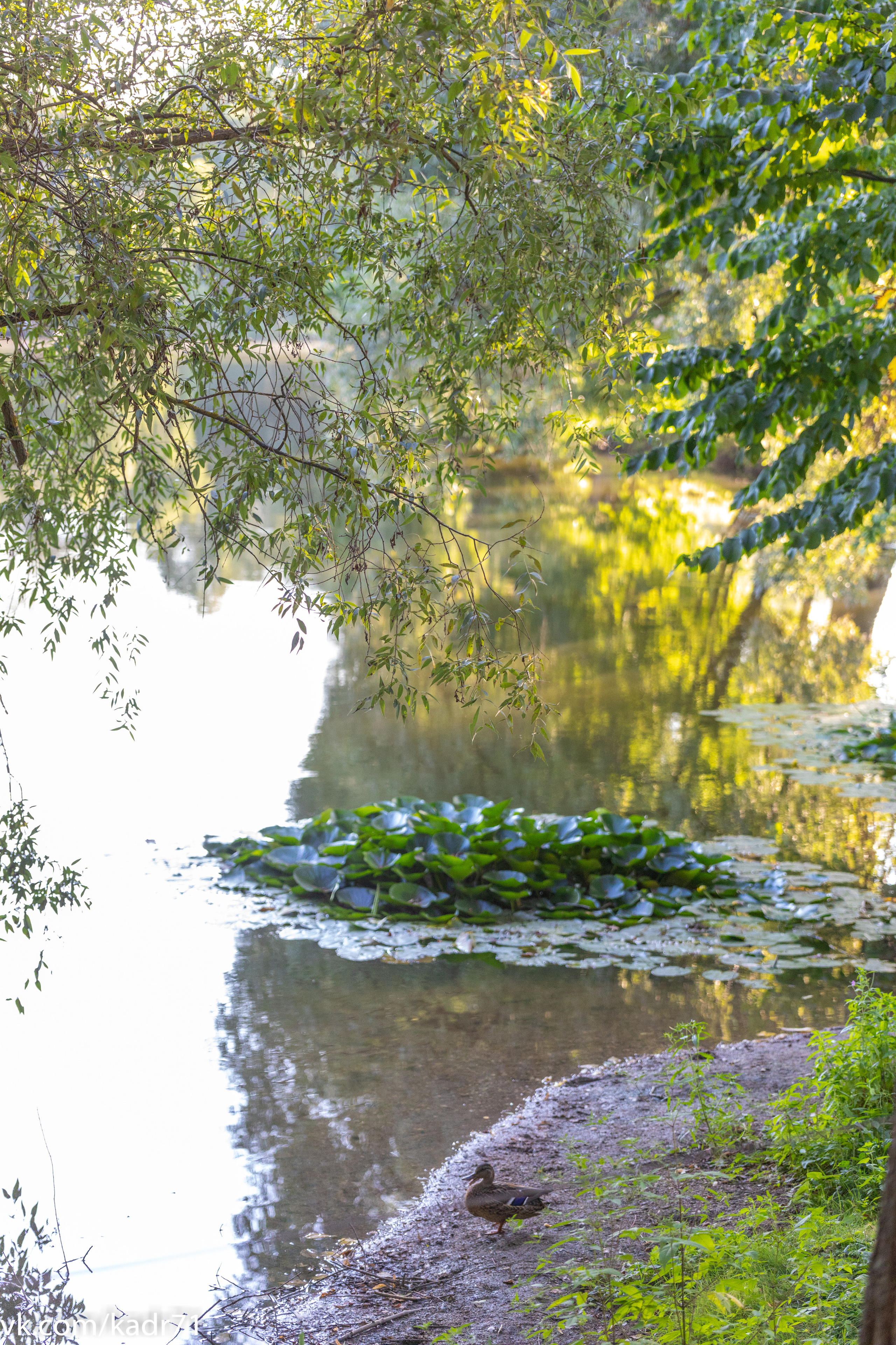 Усадьба Л. Н. Толстого «Ясная Поляна» летом. Фотограф в Туле Крупский АнДРей. Фотостудия «КАДР71» в Туле