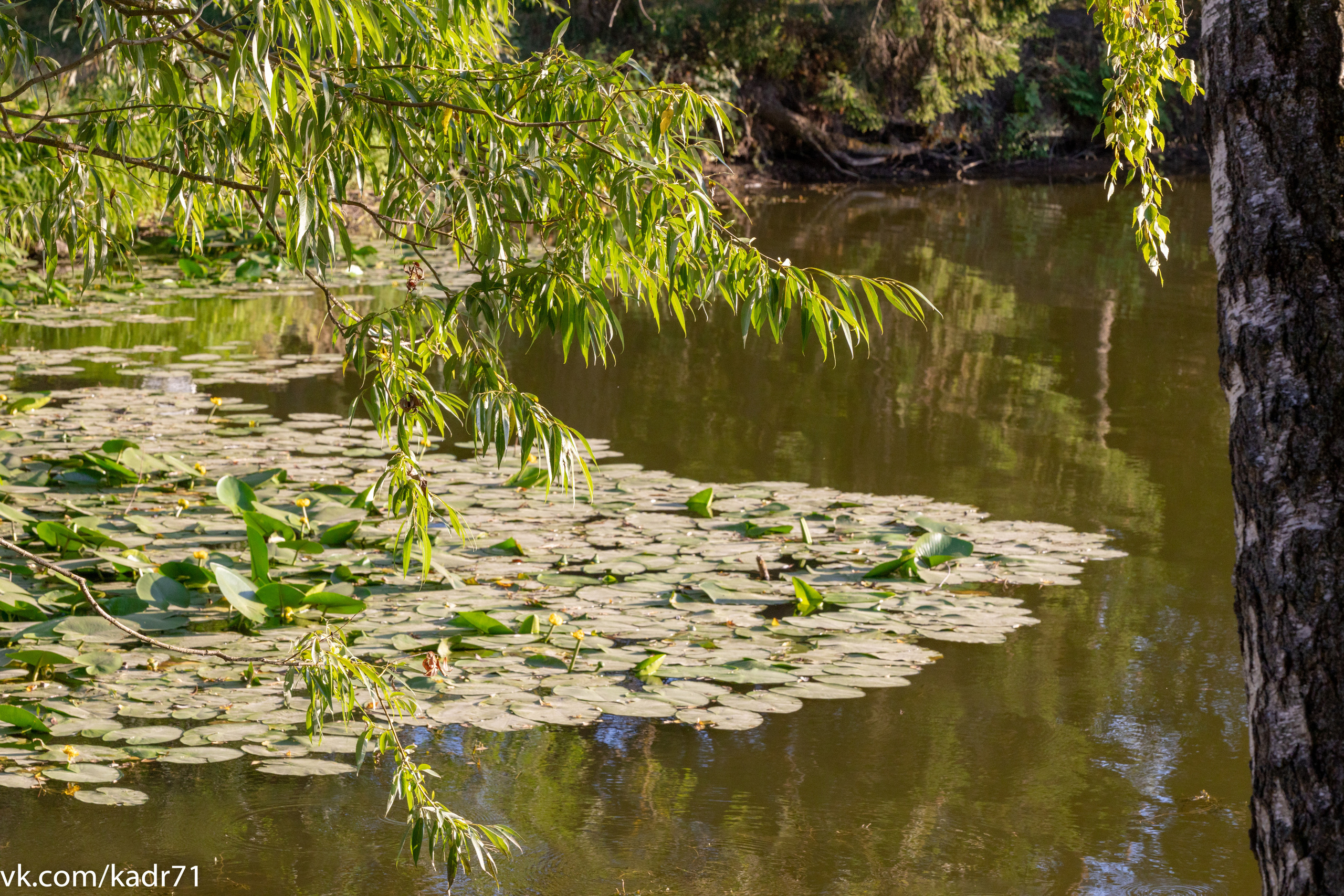 Усадьба Л. Н. Толстого «Ясная Поляна» летом. Фотограф в Туле Крупский АнДРей. Фотостудия «КАДР71» в Туле