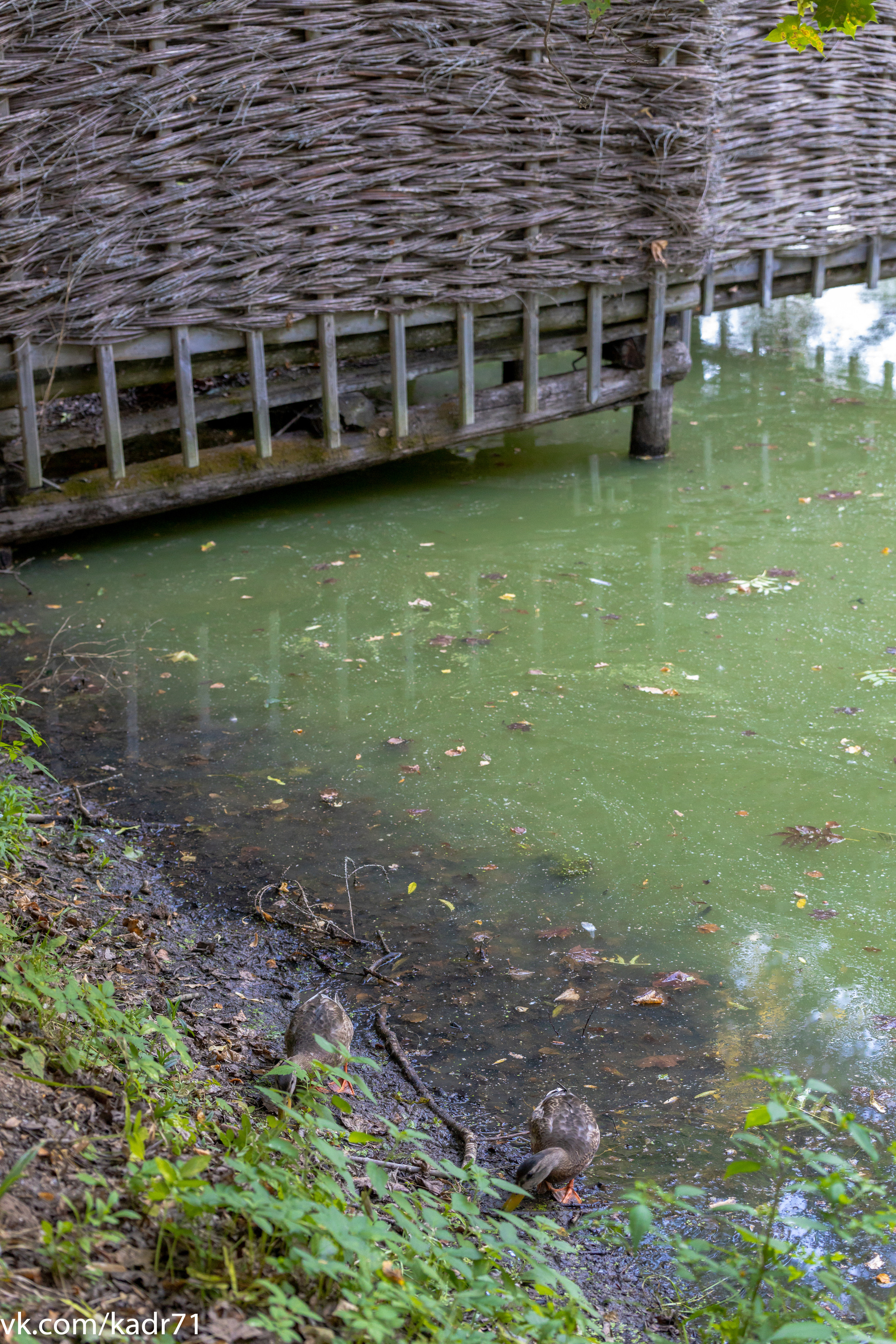 Усадьба Л. Н. Толстого «Ясная Поляна» летом. Фотограф в Туле Крупский АнДРей. Фотостудия «КАДР71» в Туле