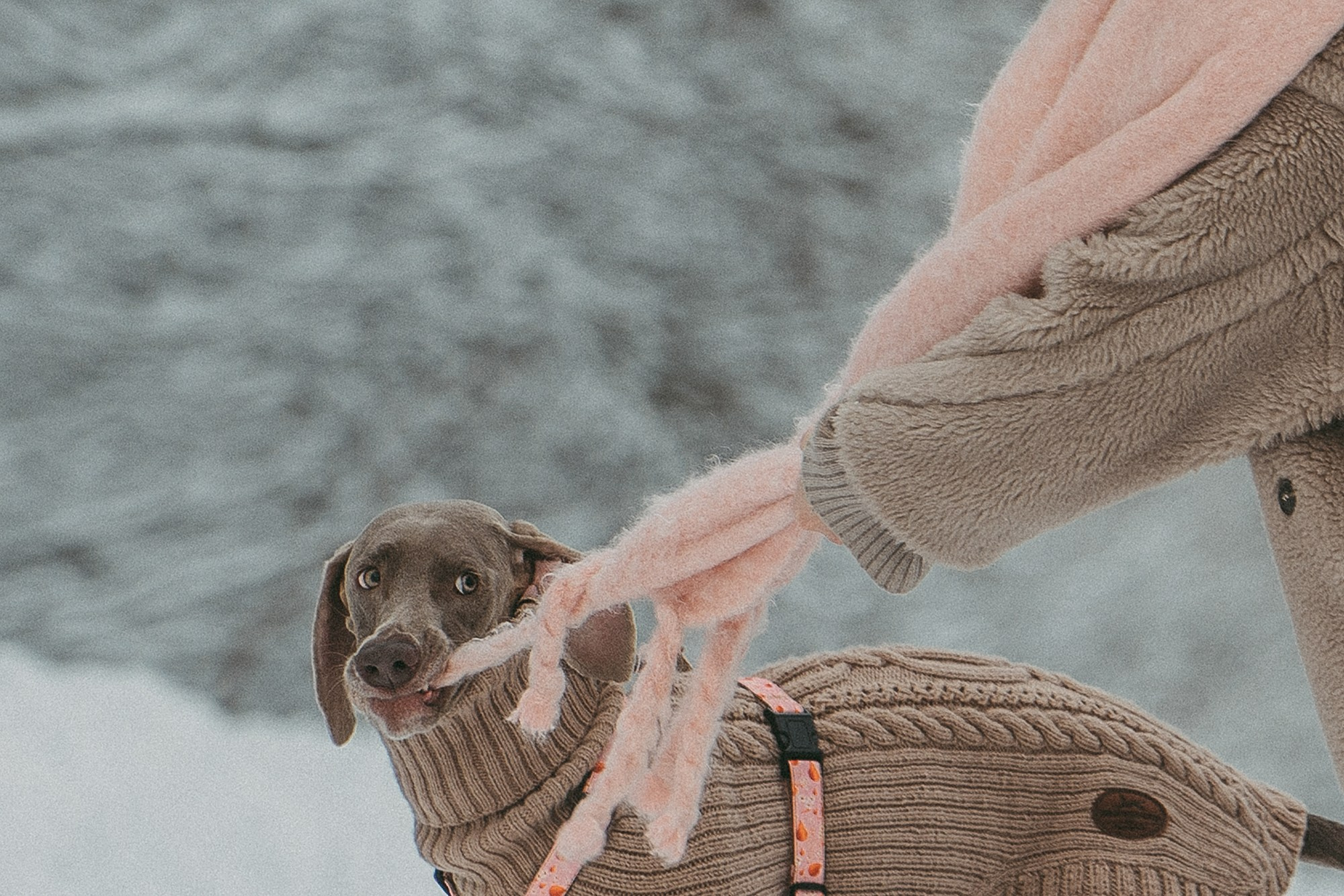 Лена и Фанни. Фотограф анималист в Москве и Санкт-Петербурге Свиридова Анна