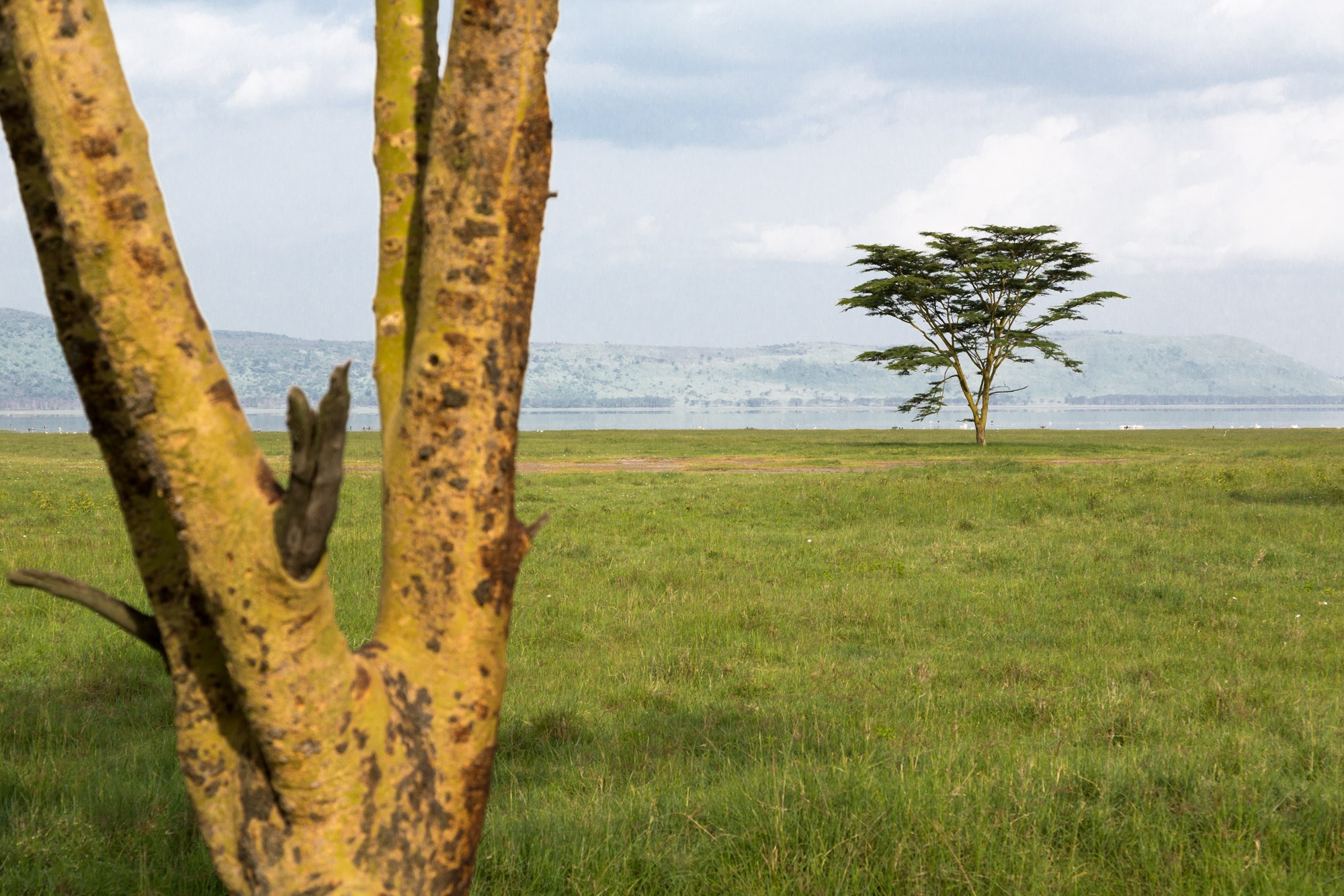 Африка. Кения. Фотосъёмка животных в африканской саванне. Фотограф Алексей Скоробогатько