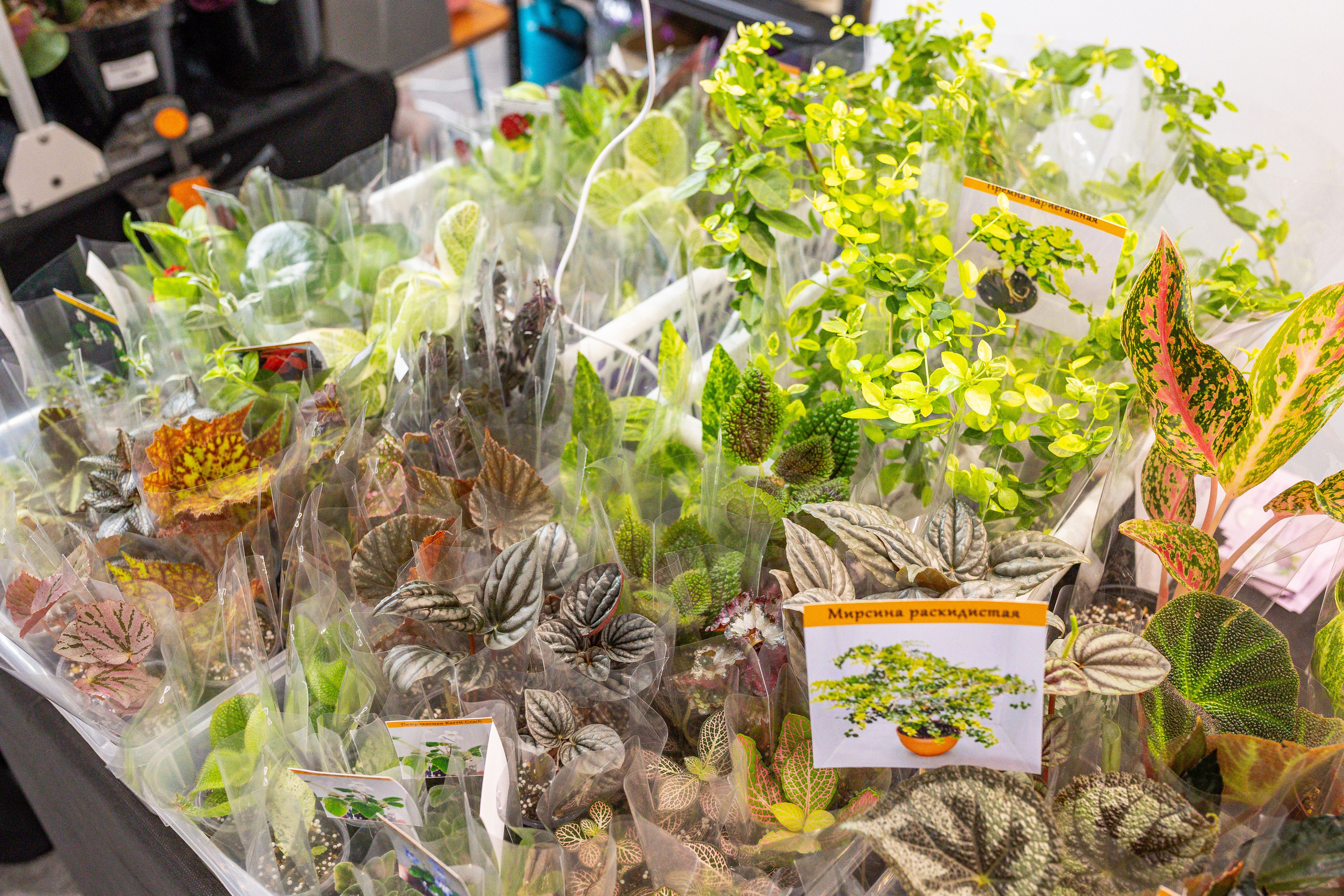 Монстериум апрель 2025. Александра Куликова фотограф, Москва