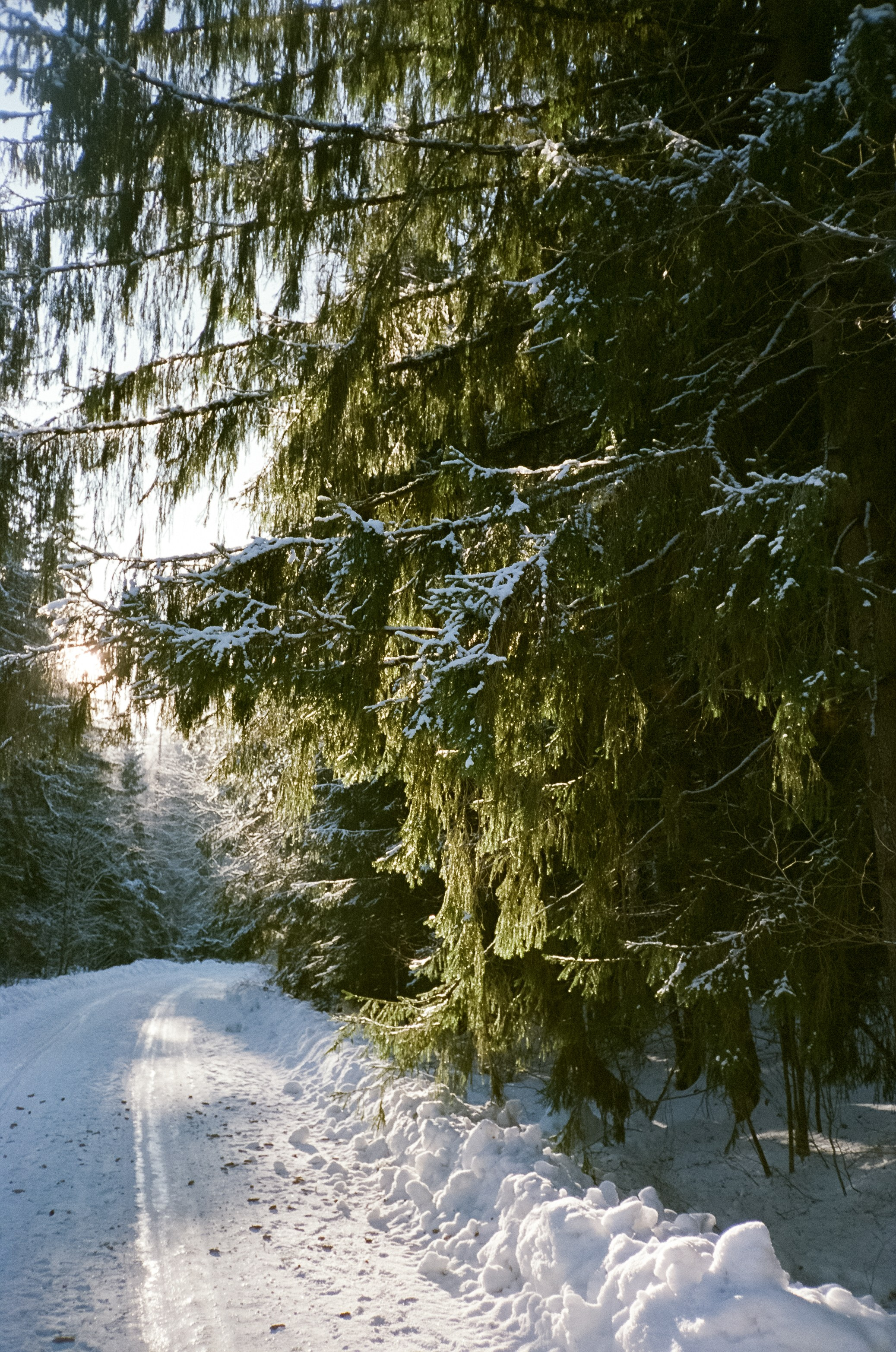 Chinon Auto 3001 (2) / Fuji Eterna 250D (ISO 100) / Давыдовское, Лукин