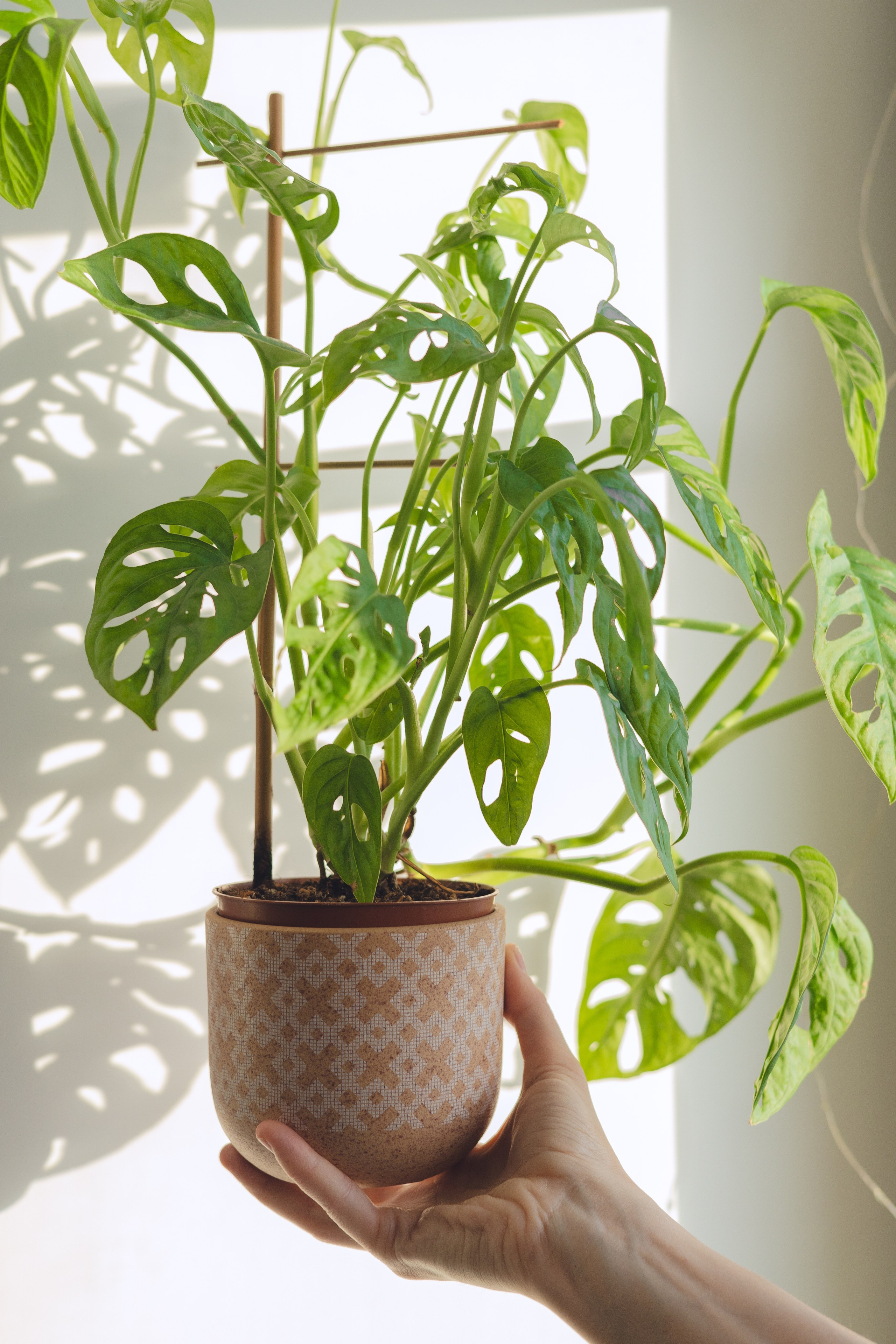 Предметная съемка для бизнеса. Фотограф в Санкт-Петербурге Осокина Елизавета