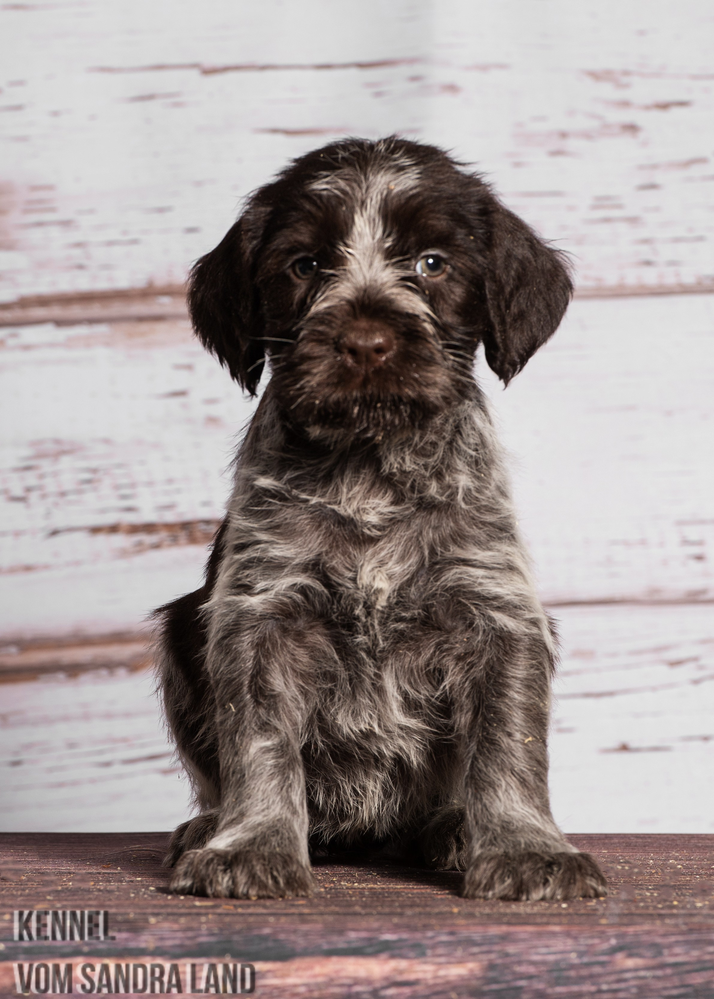 Вейла вом Сандра Лэнд, Veila vom Sandra Land