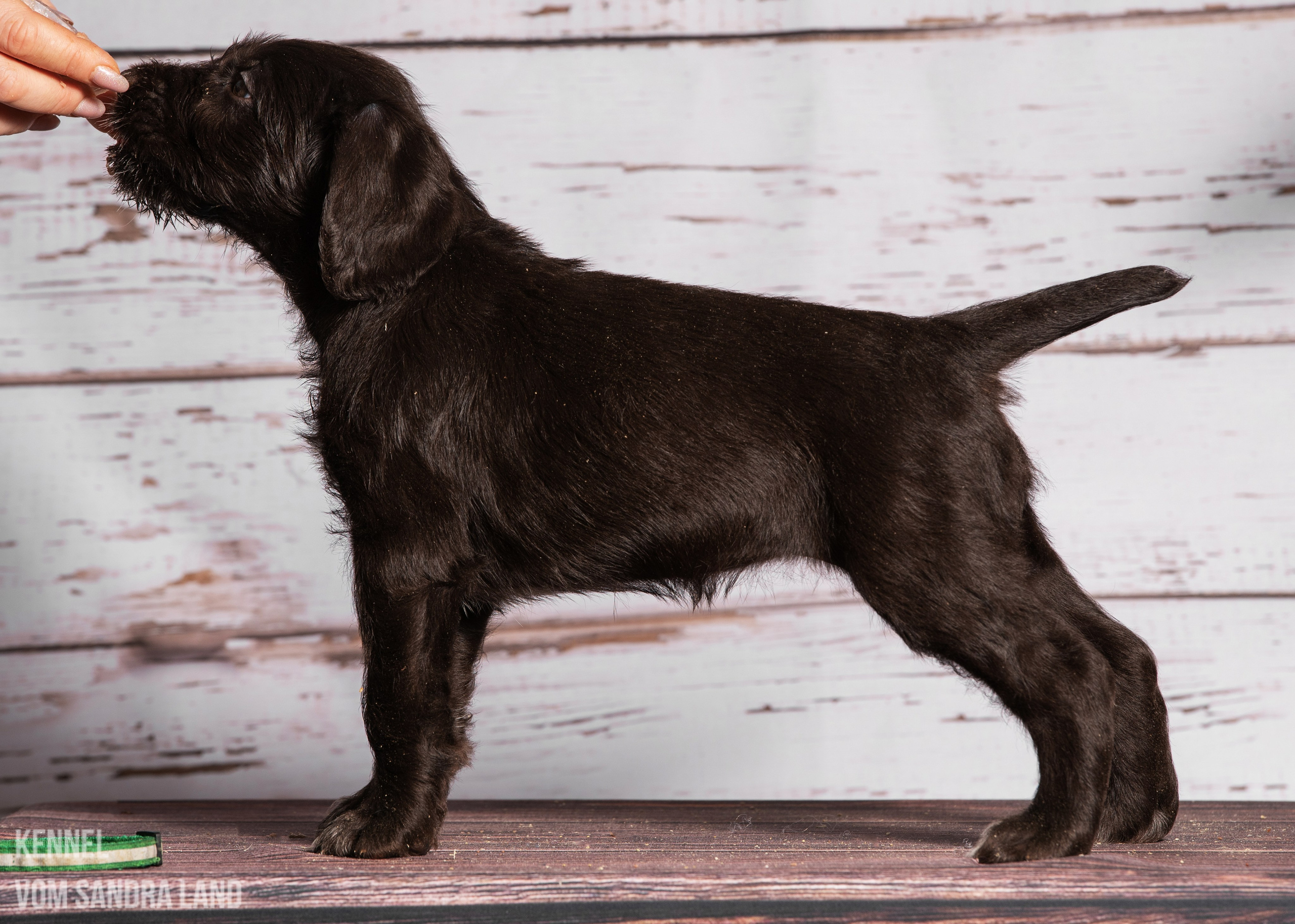 Валькирия вом Сандра Лэнд, Valkiriya vom Sandra Land