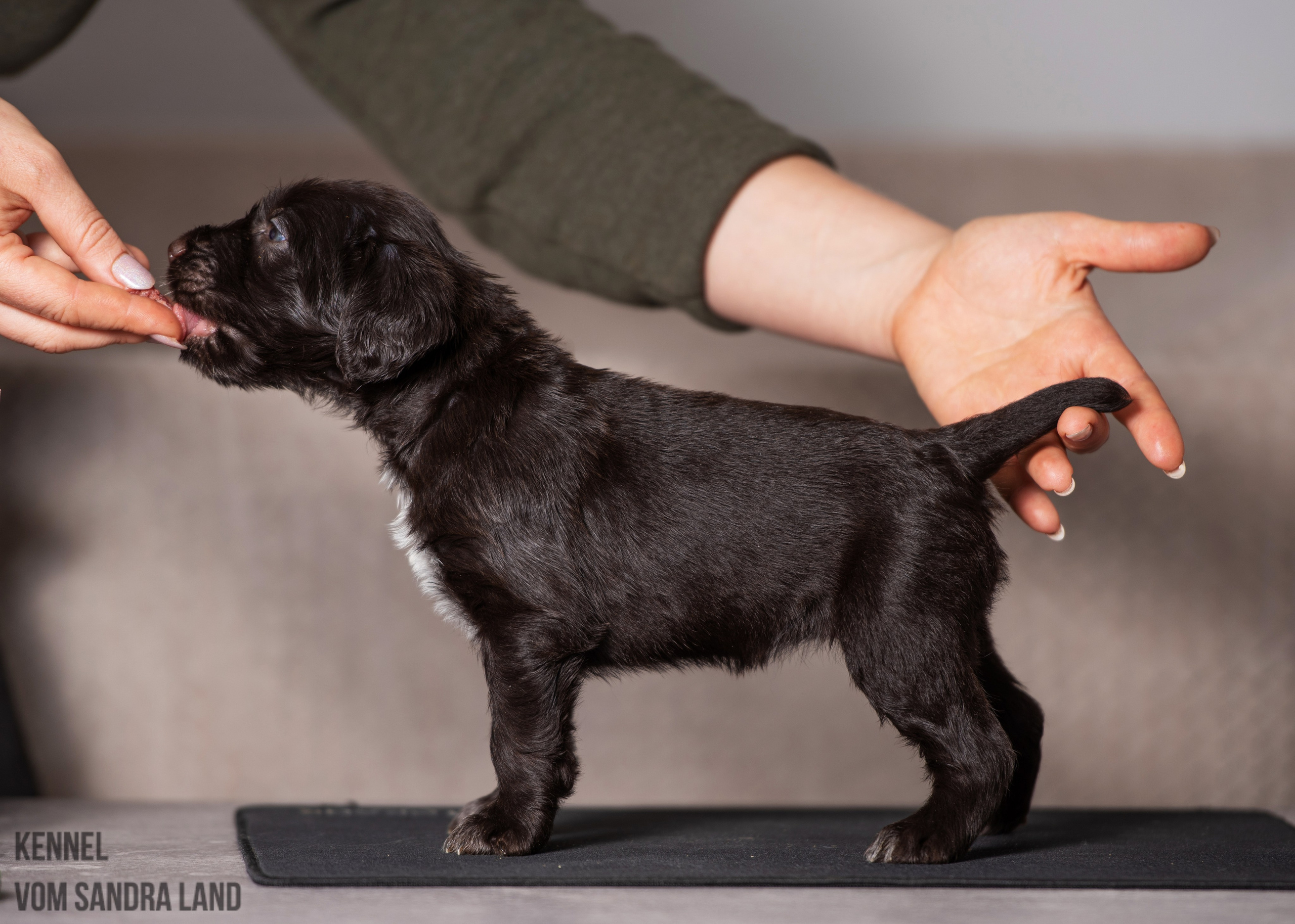 Валькирия вом Сандра Лэнд, Valkiriya vom Sandra Land