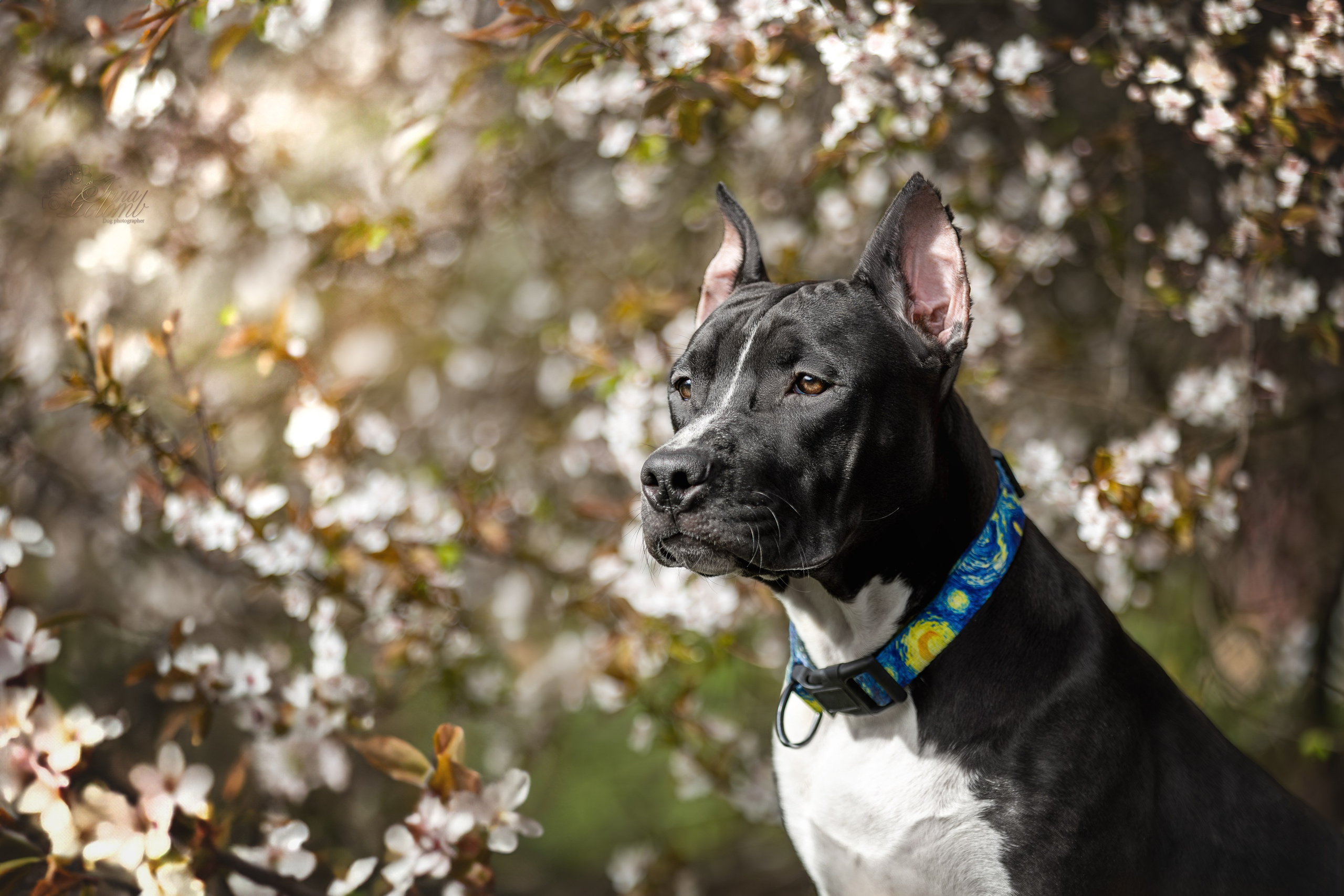 Афина и Мора, Стаффорды. Ирина Голомб|Фотограф-анималист в  Сочи и Калининграде