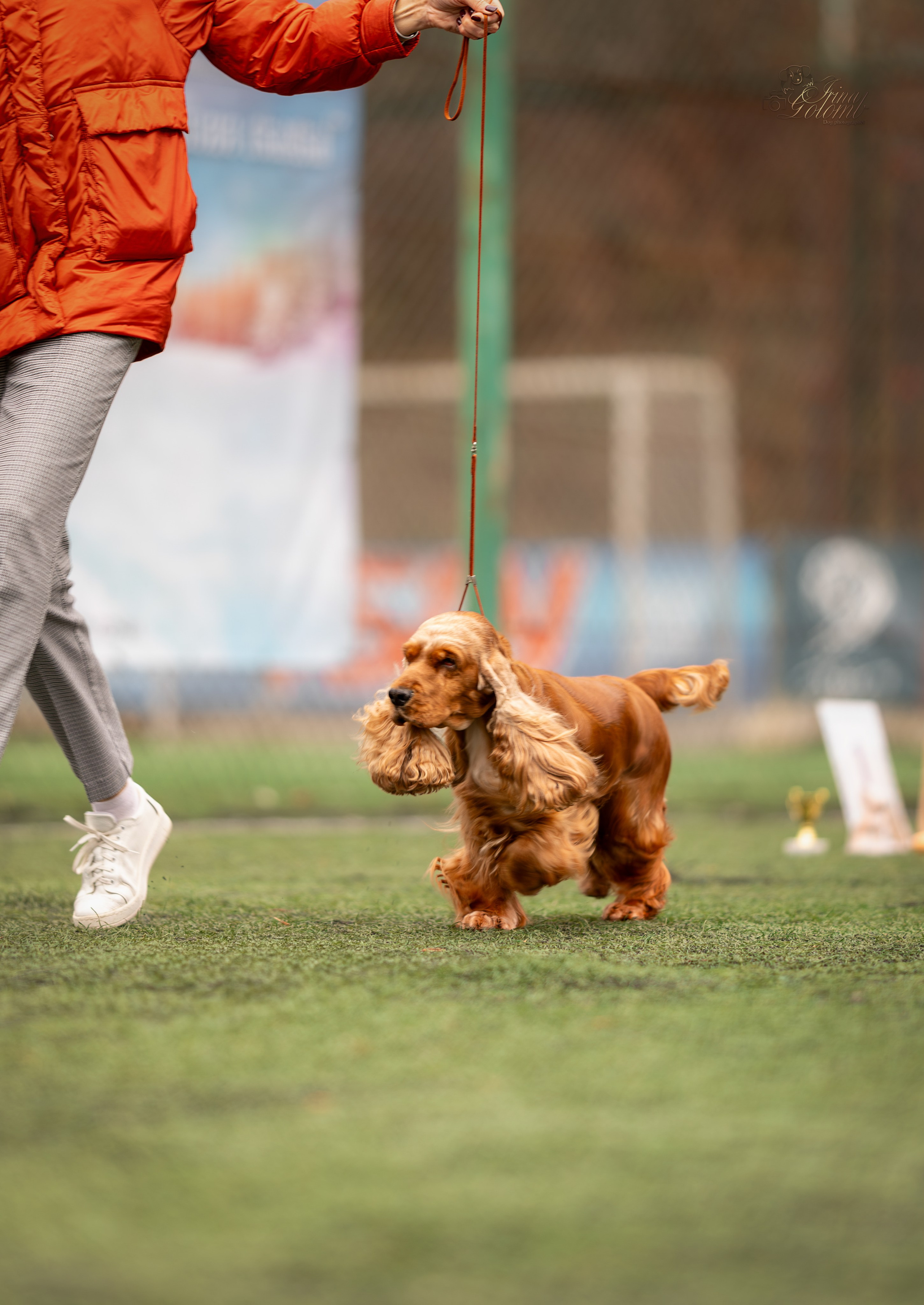 Выставка 17.12.23. Ирина Голомб|Фотограф-анималист в  Сочи и Калининграде