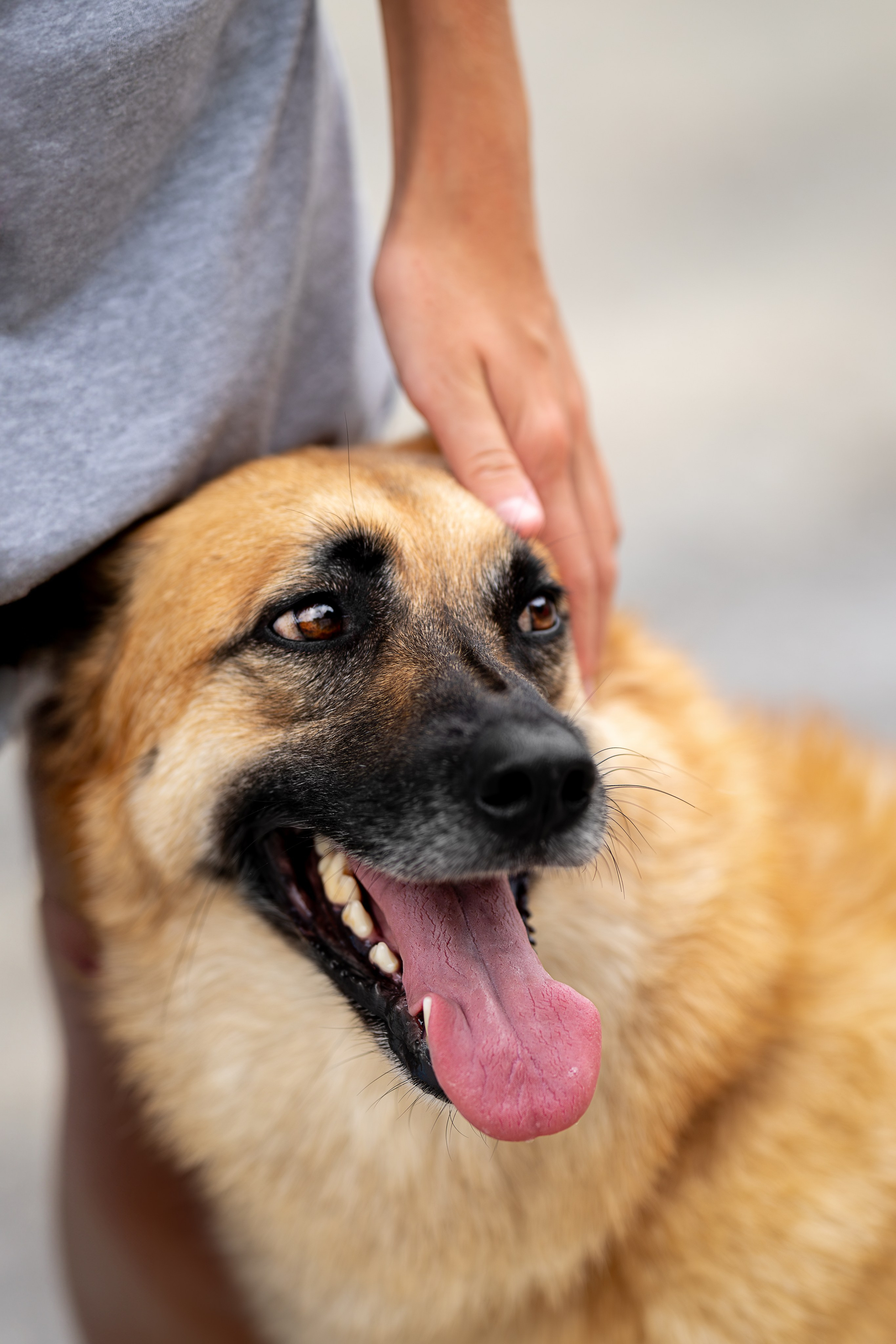 Мини-приют «Возрождение». Ирина Голомб|Фотограф-анималист в  Сочи и Калининграде