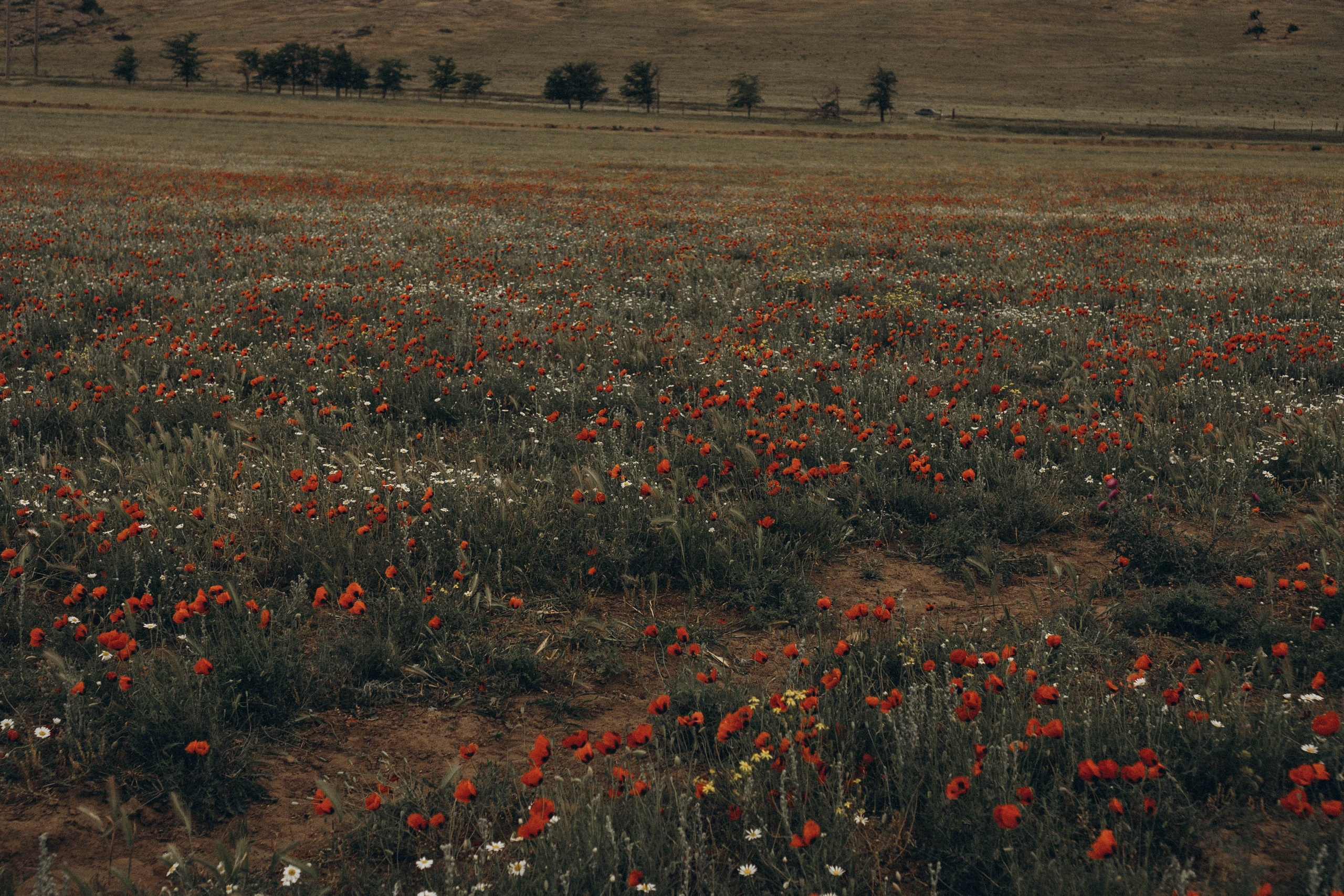 Путешествие в Дагестане. Профессиональный фотограф, Санкт-Петербург — Виктория Богомолова