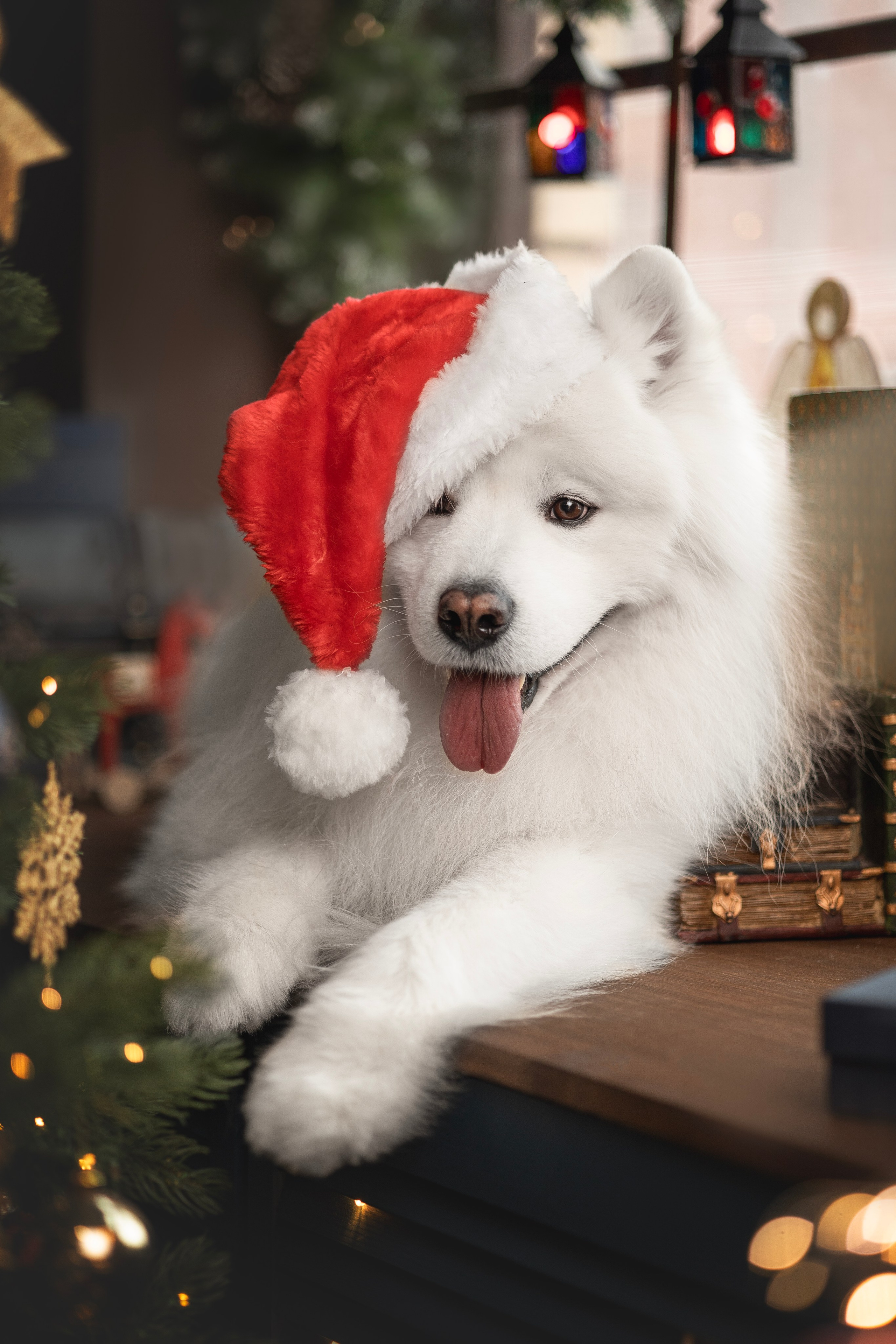 Пушистые самоедские драконы в студии. Фотограф анималист в Москве Майорова Евгения