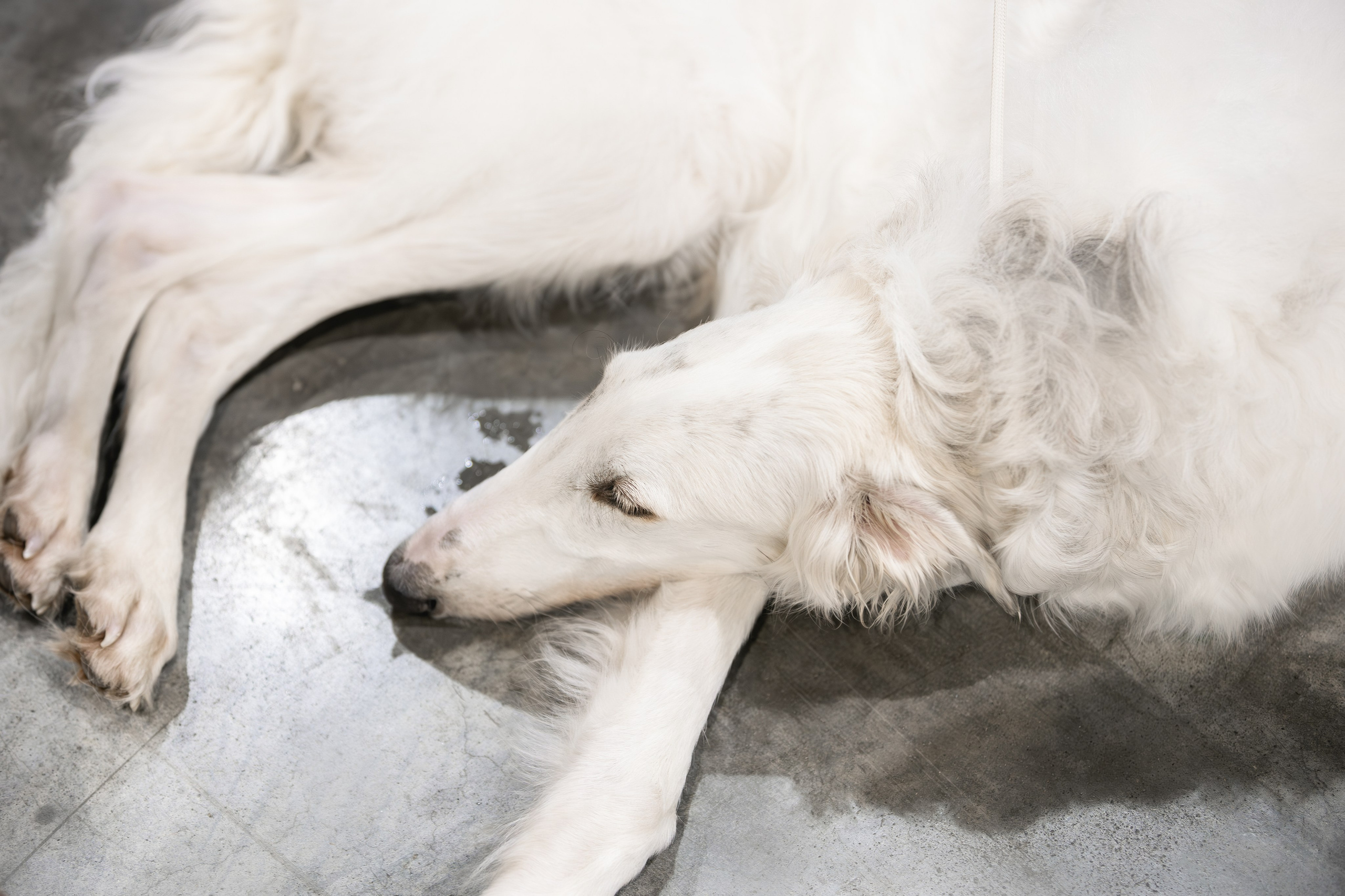 Выставки. Фотограф анималист в Москве Майорова Евгения