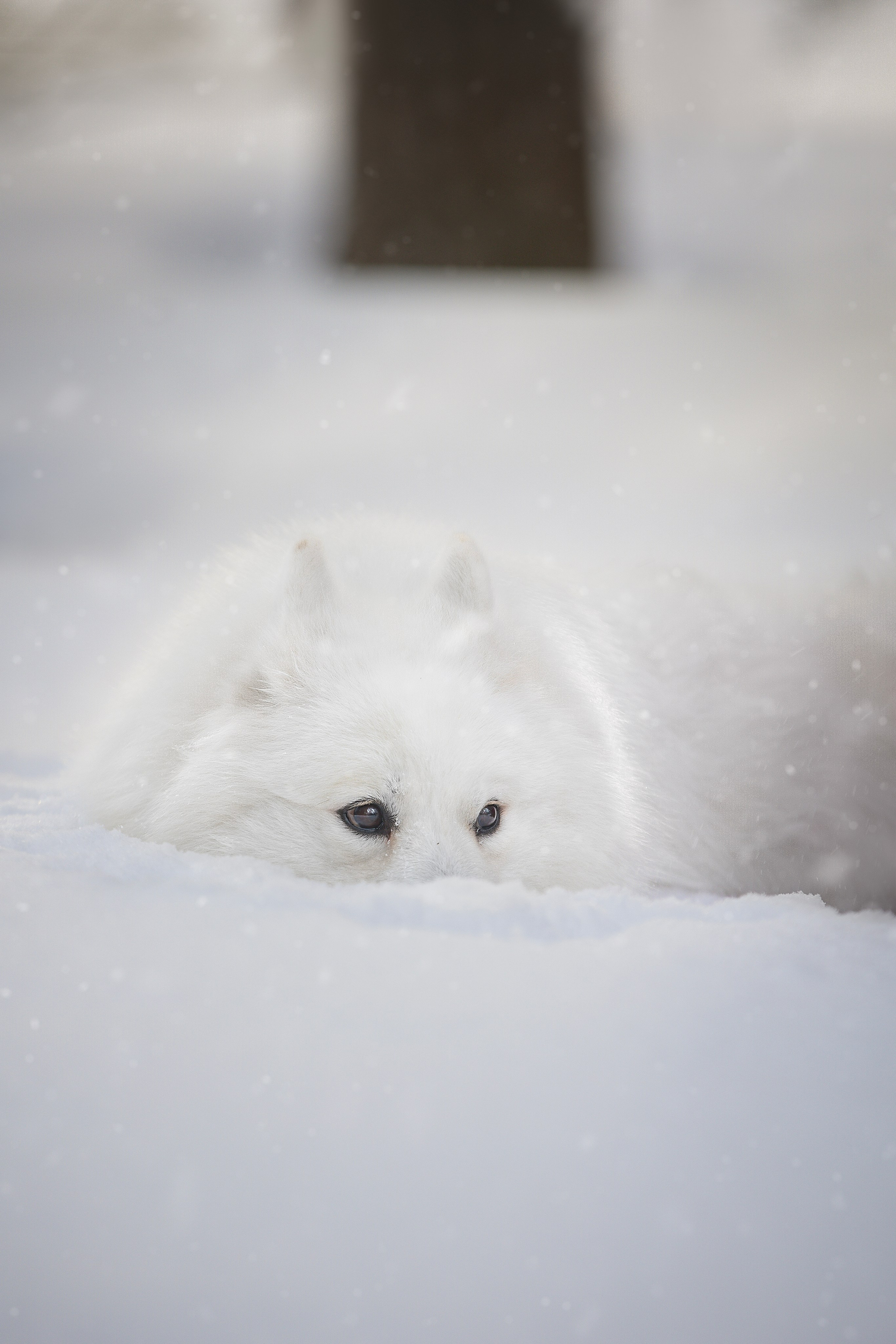 Руби, Николь, Кирилл и Мила. Фотограф анималист в Москве Майорова Евгения
