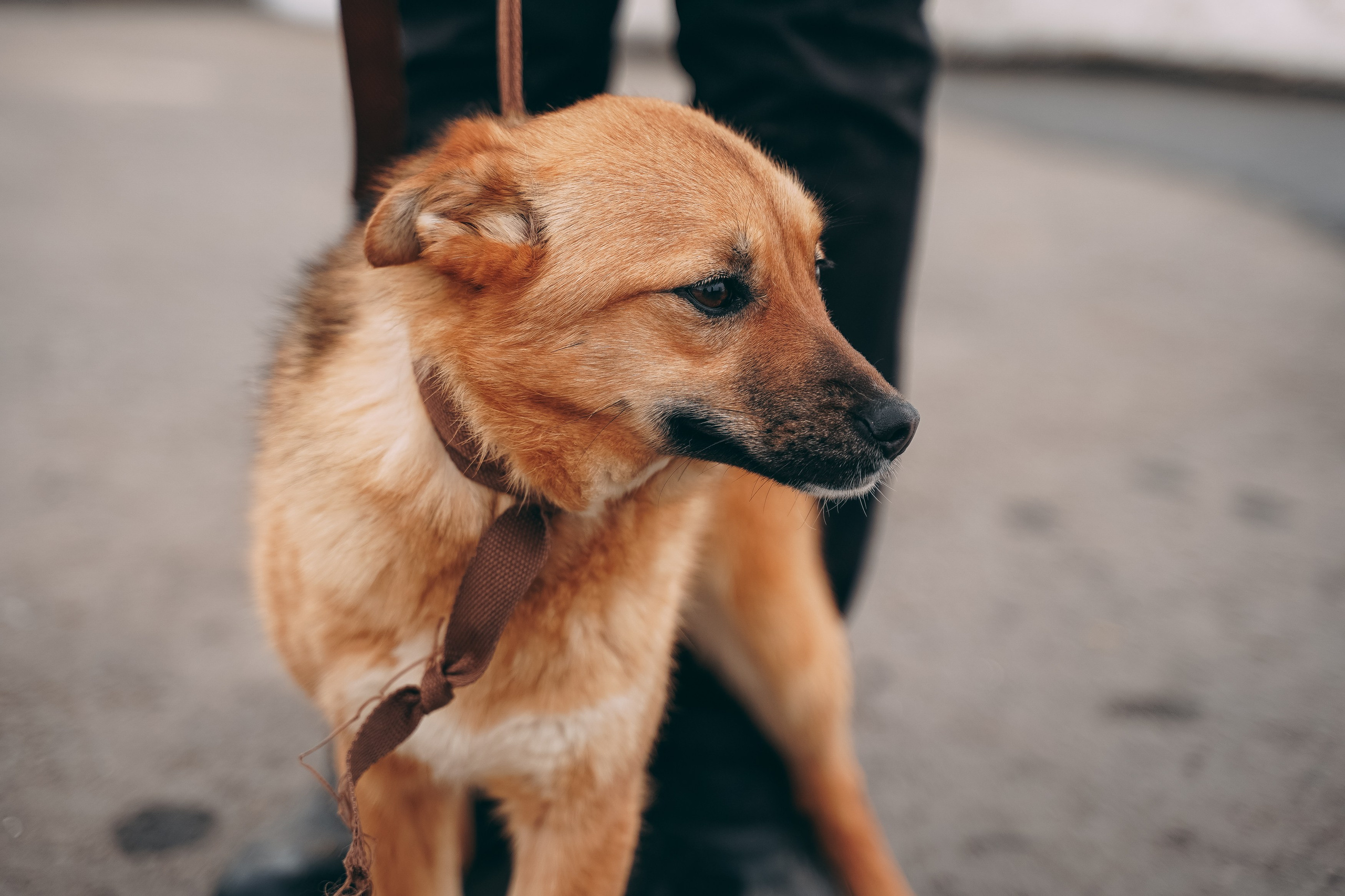 Съемка для благотворительного фонда «Дог 24». Фотограф-анималист, портретный фотограф в Чебоксарах Мария Садыкова