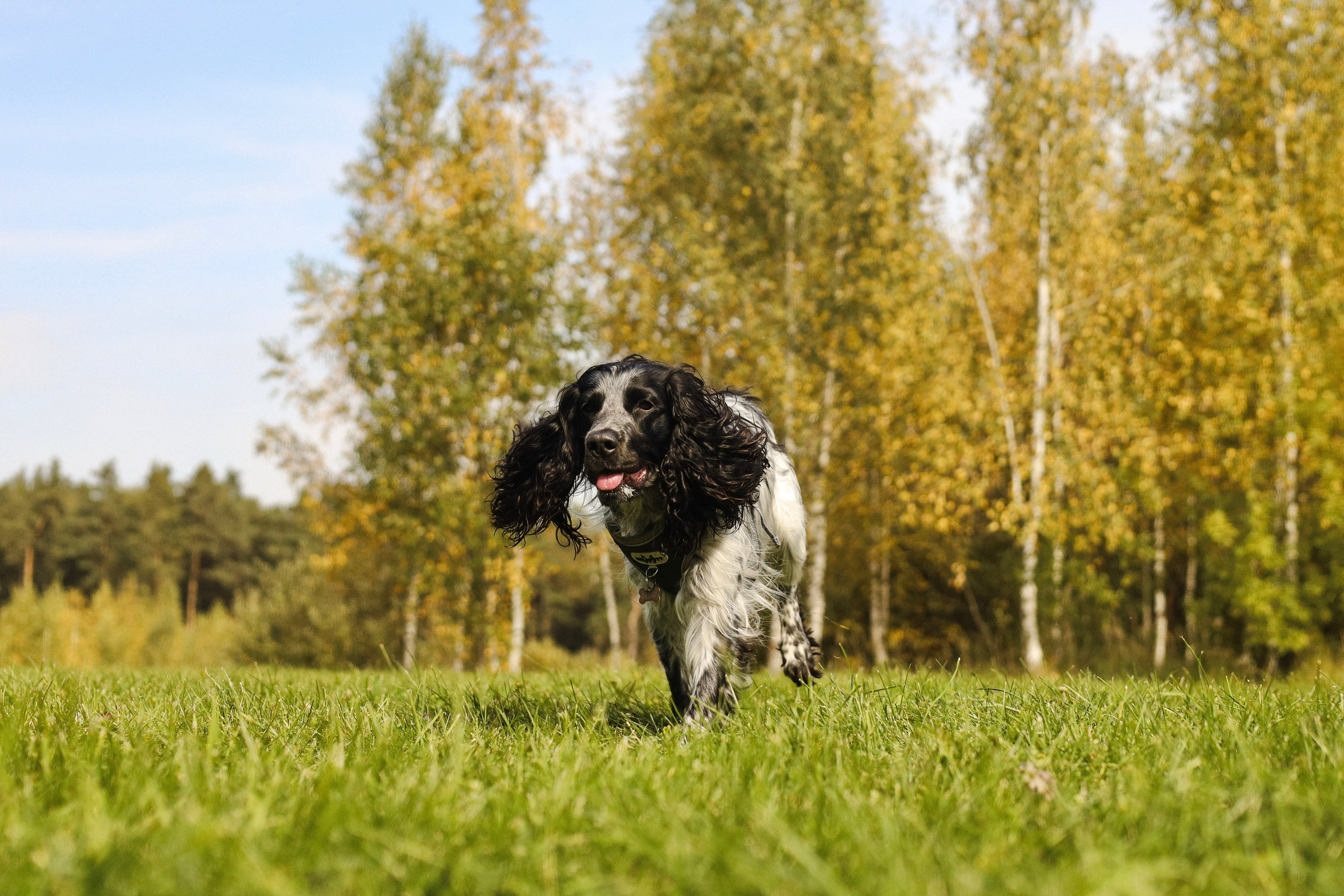 Купер и его семья. Фотограф-анималист Ксения Шевцова|Москва