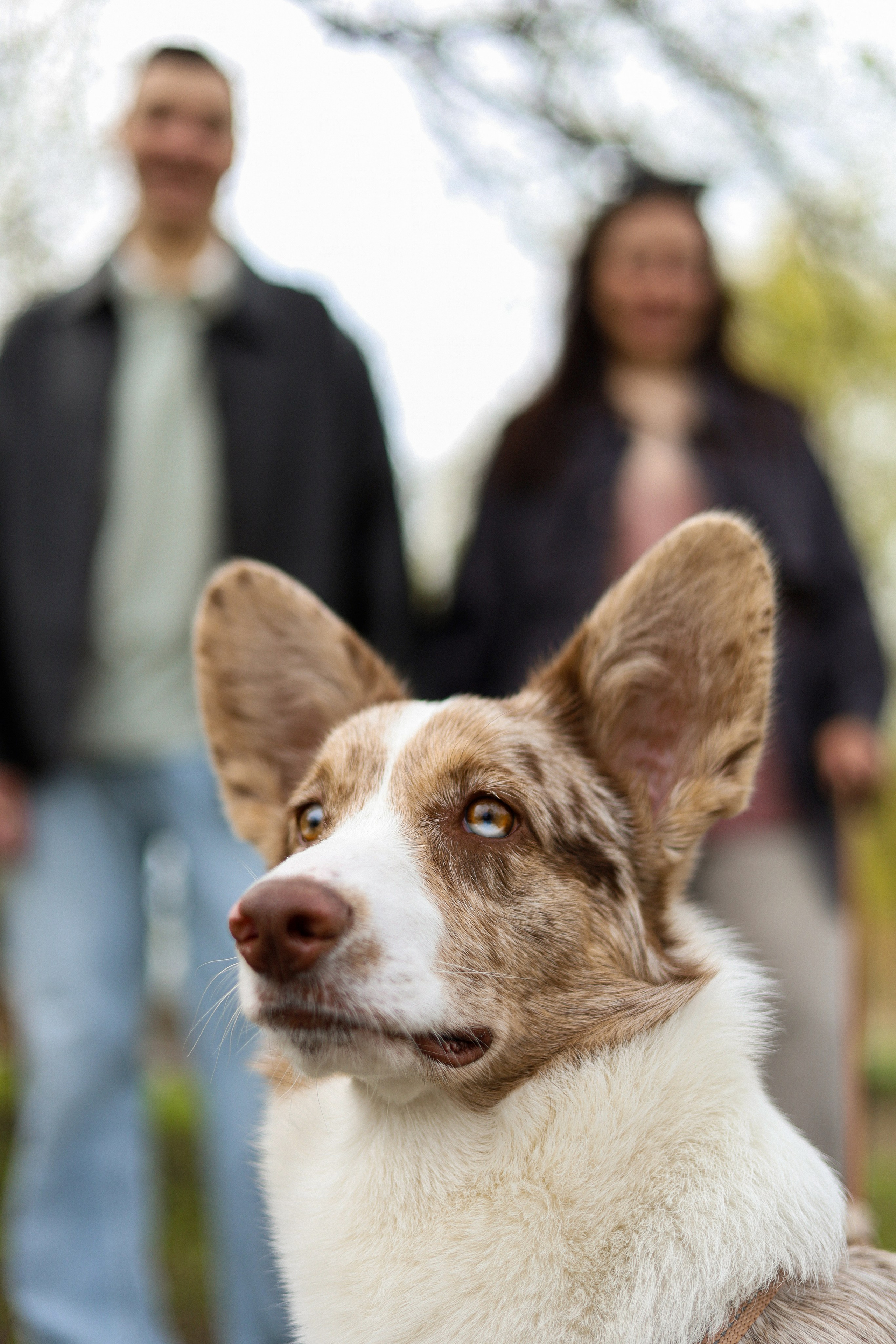 Анджей, Софья и Андрей. Фотограф-анималист Ксения Шевцова|Москва