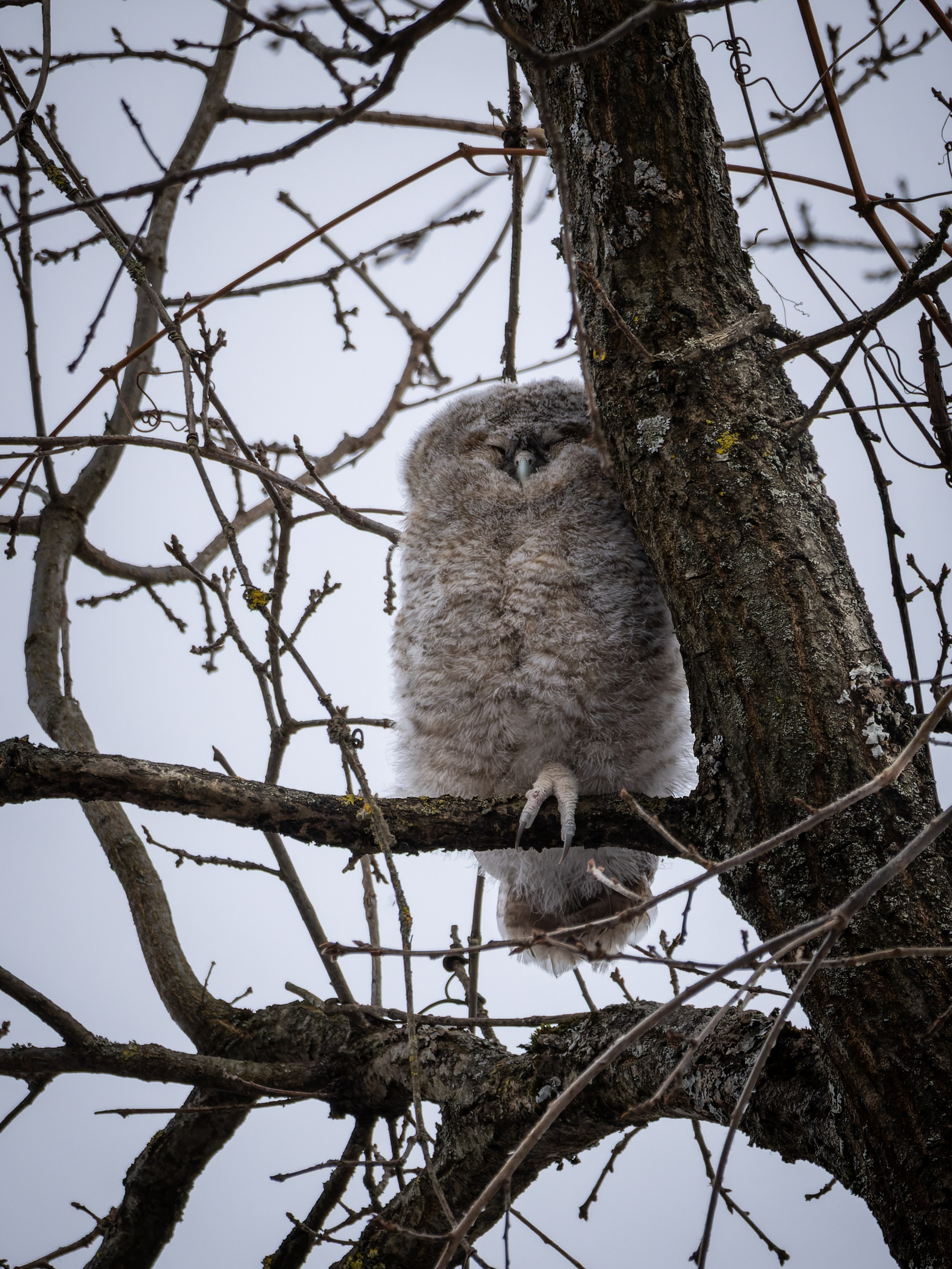 Voronezh 2024. Anton Chernov | Wildlife photographer
