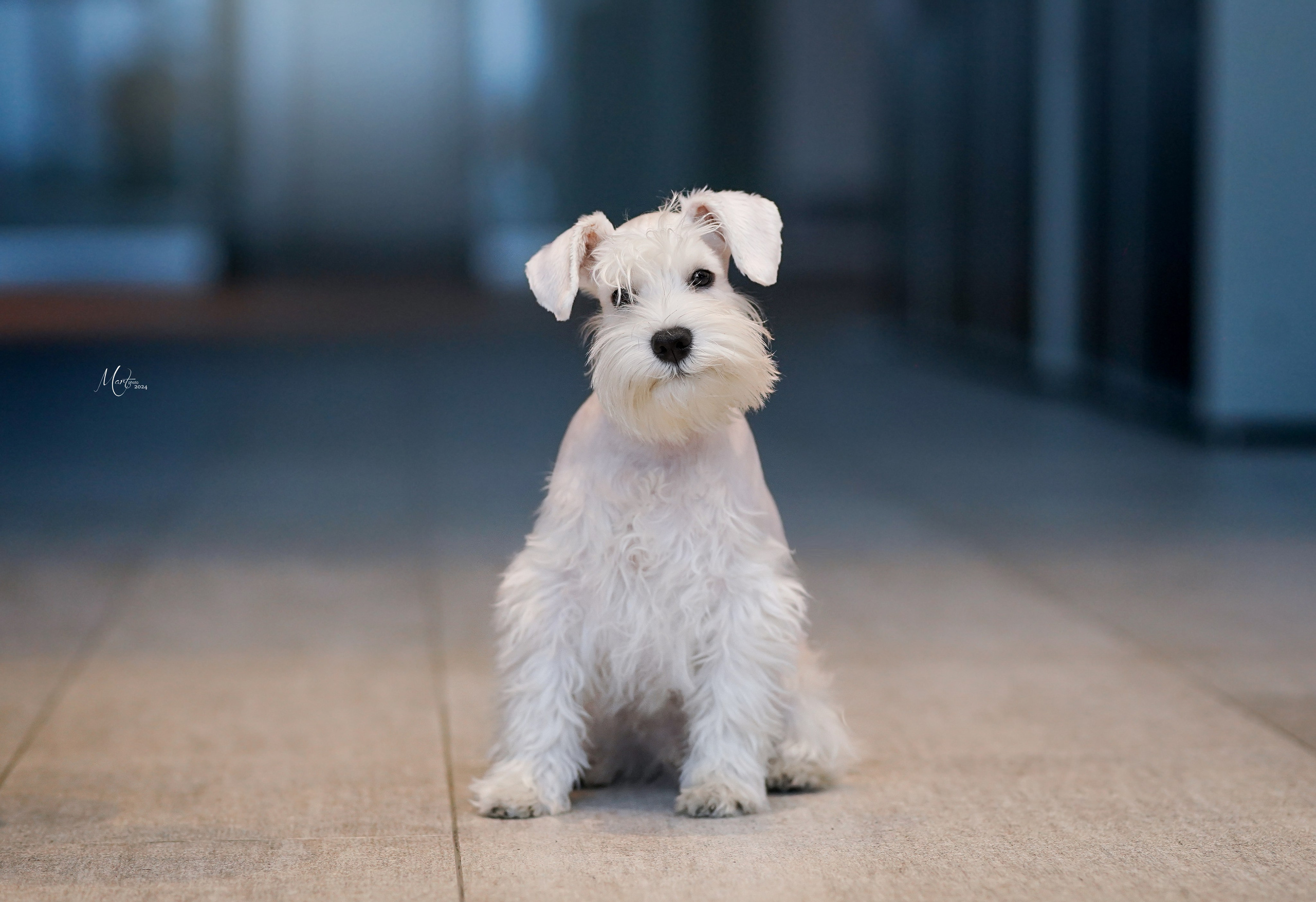 Выставки 2024. Фотограф-анималист в Санкт-Петербурге Яна Мартынова