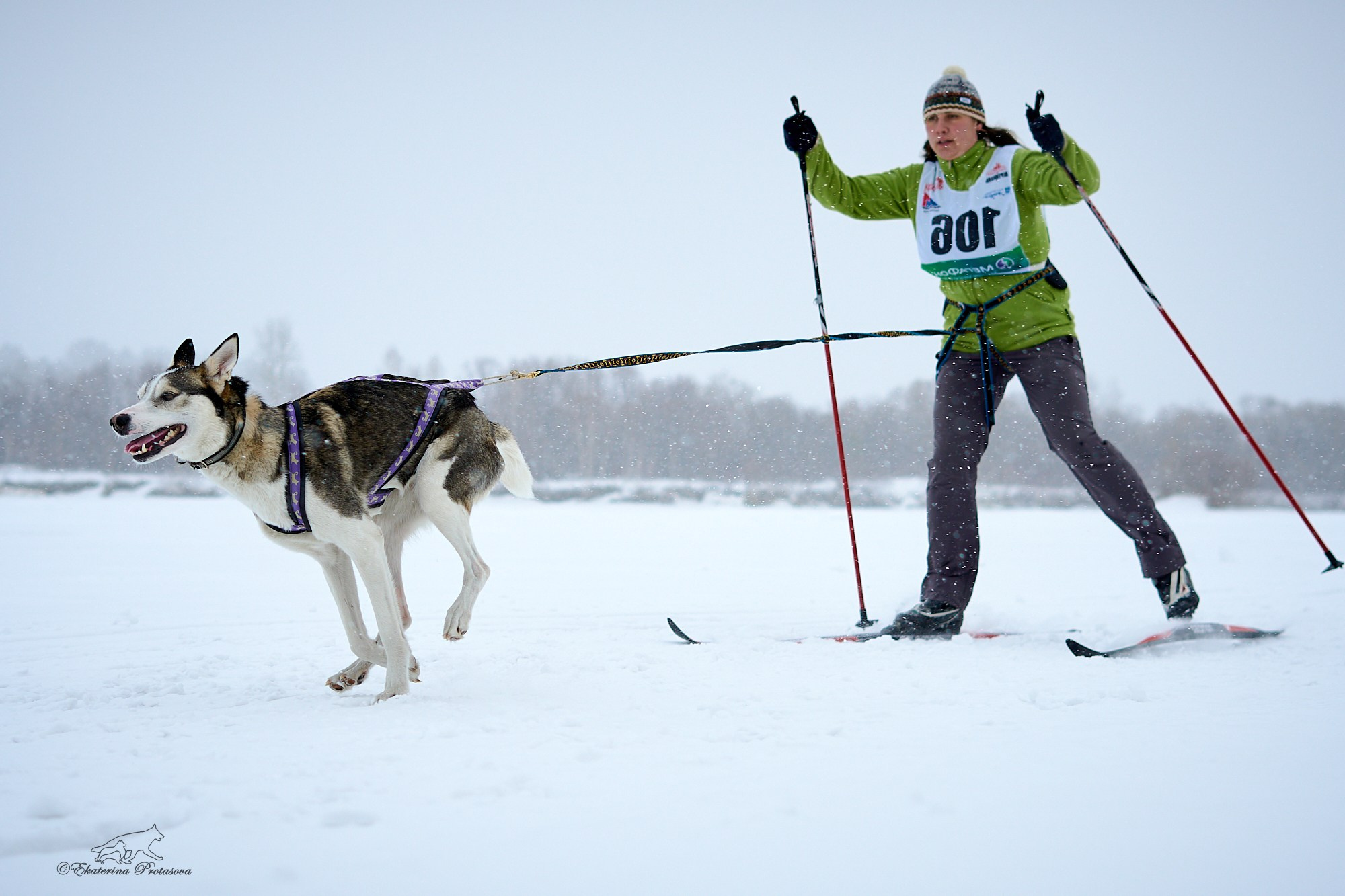 Соревнования по скиджорингу. Фотограф-анималист в Иркутске