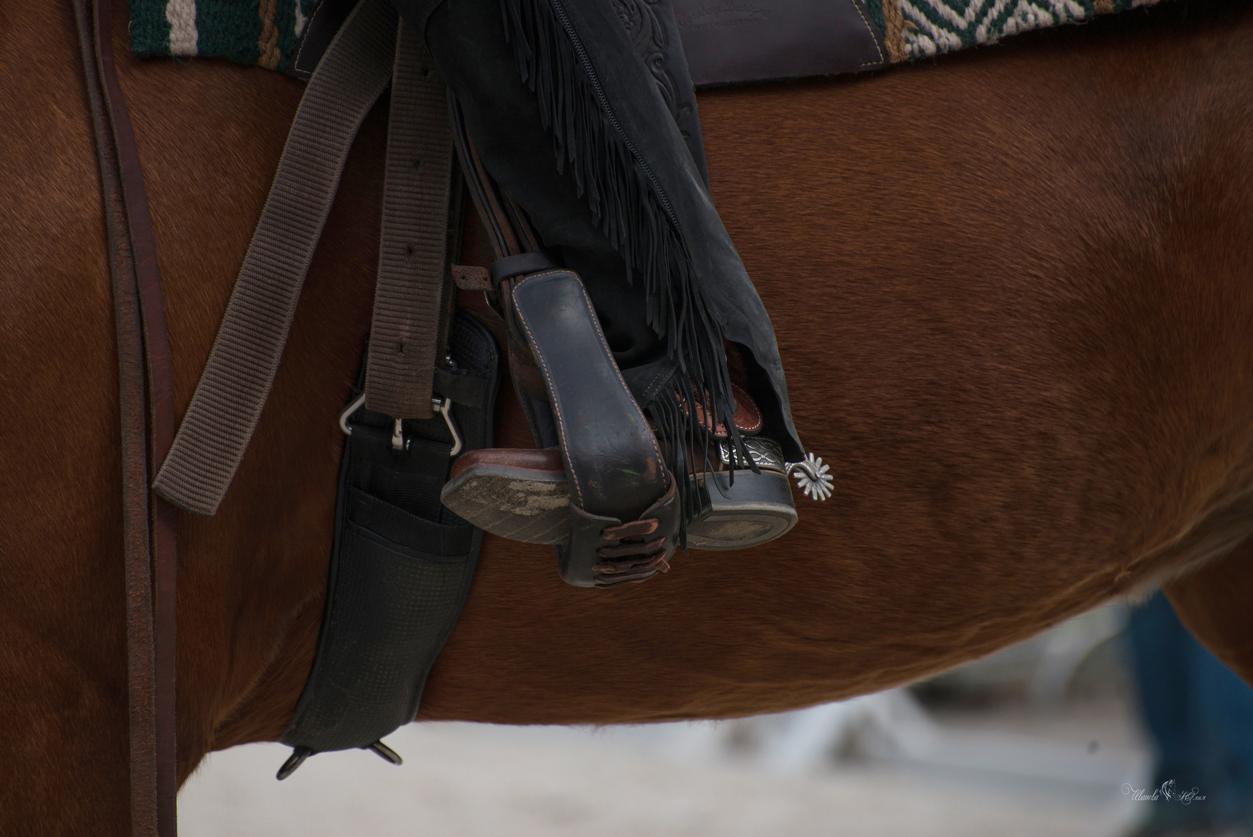 Эквирос, Москва. Конный фотограф в Саратове Юлия Иванова