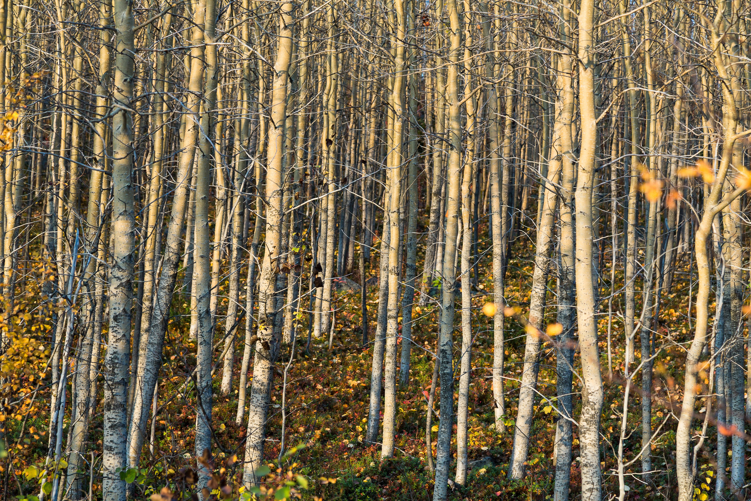Мир растений. Пейзажи Крайнего Севера. Баренцево море, Рыбачий, Средний, Немецкий