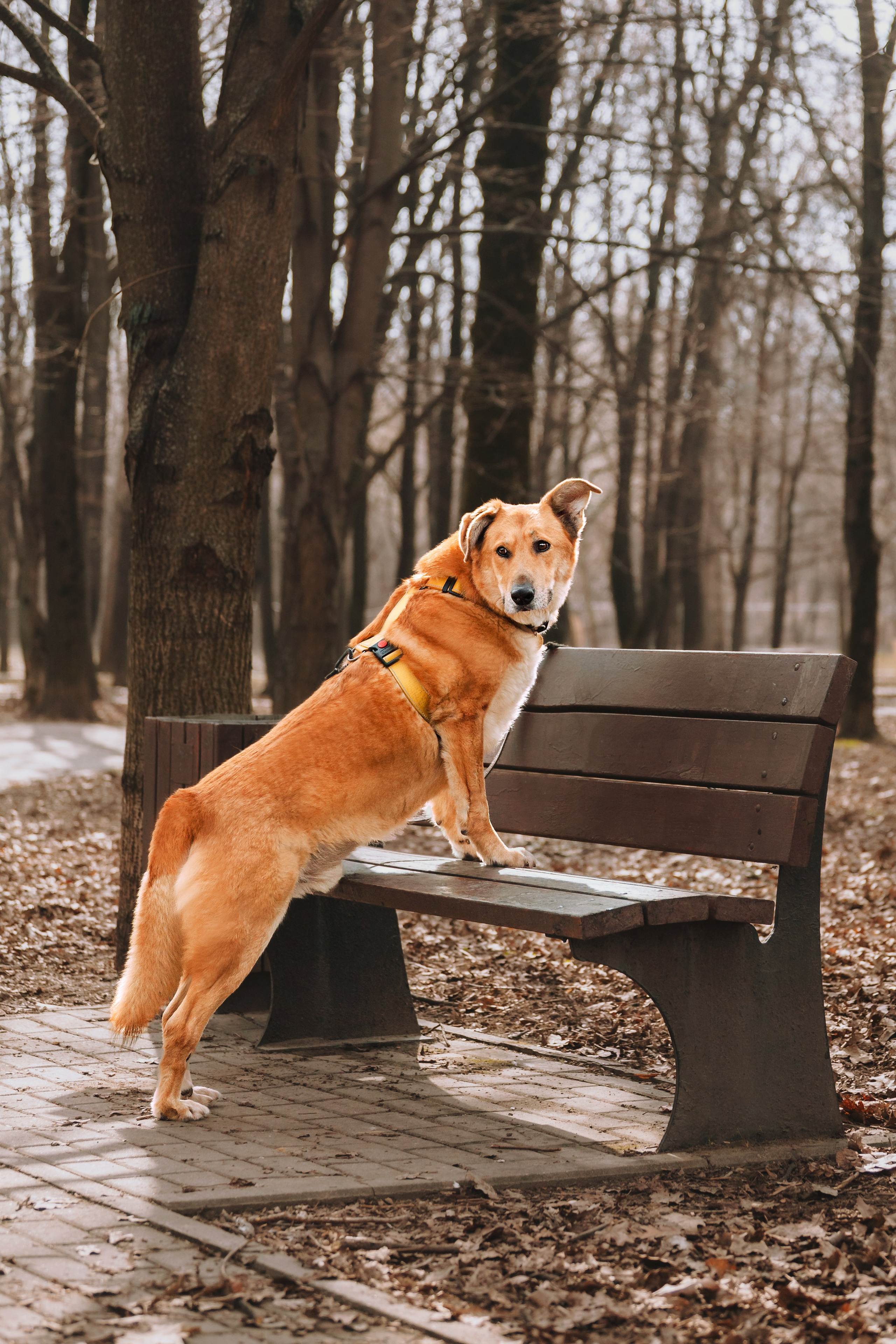Собаки из приюта Дубовая роща весна 2025. Фотограф-анималист Татьяна Степанова