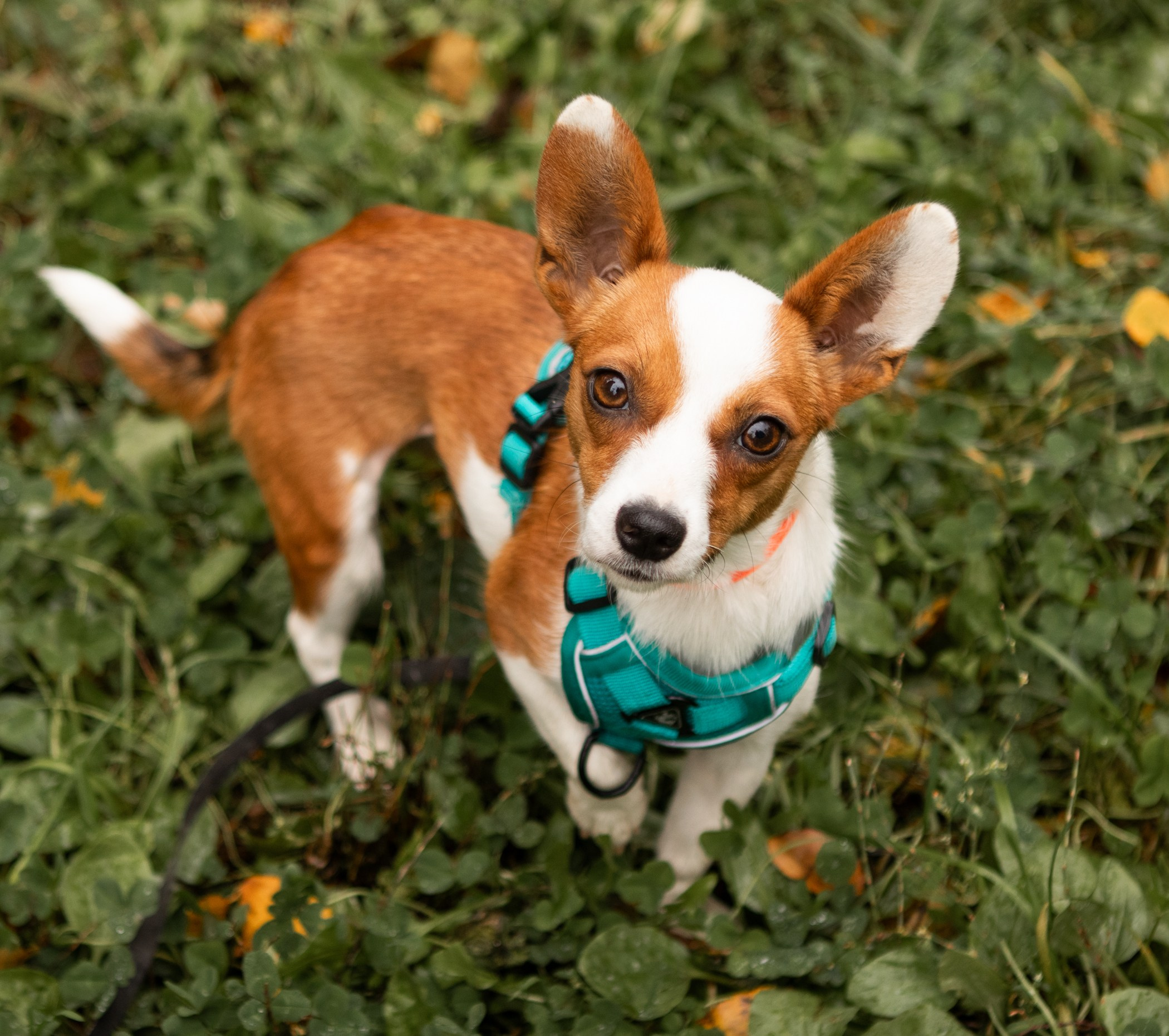 Собаки. Фотограф-анималист Полина Колкова | Москва
