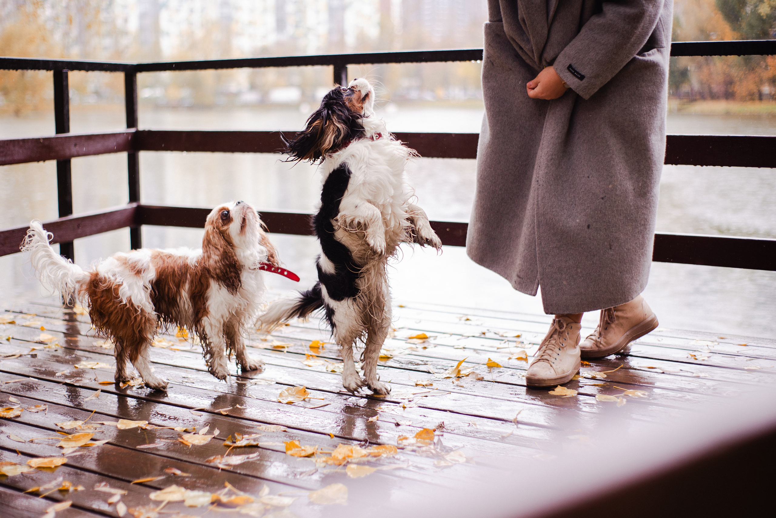 Жанна и кавалеры. Фотограф-анималист Мария Баркевич | Москва