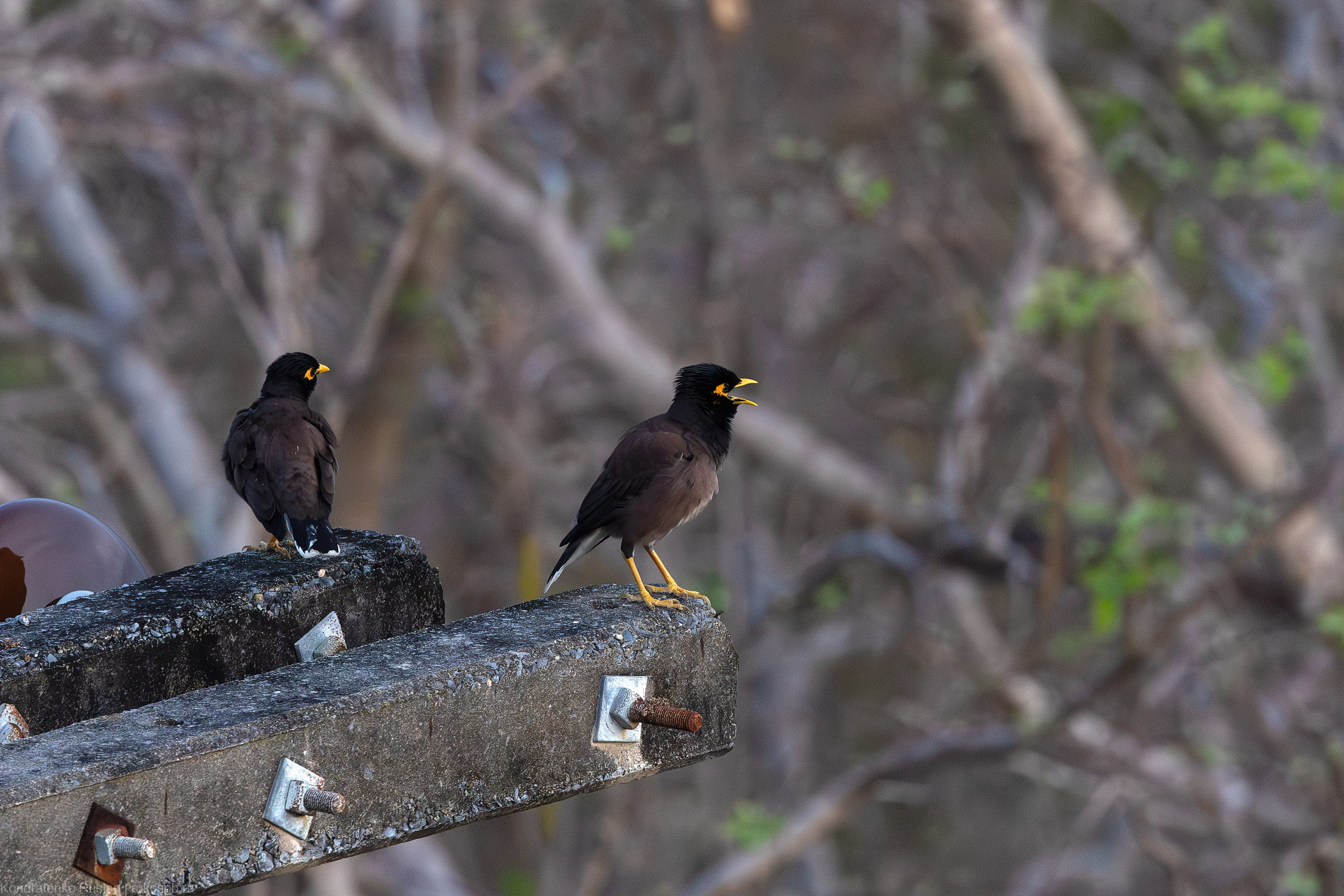 Обыкновенная майна. Архитектурный и пейзажный фотограф Кондратенко Руслан, Санкт-Петербург