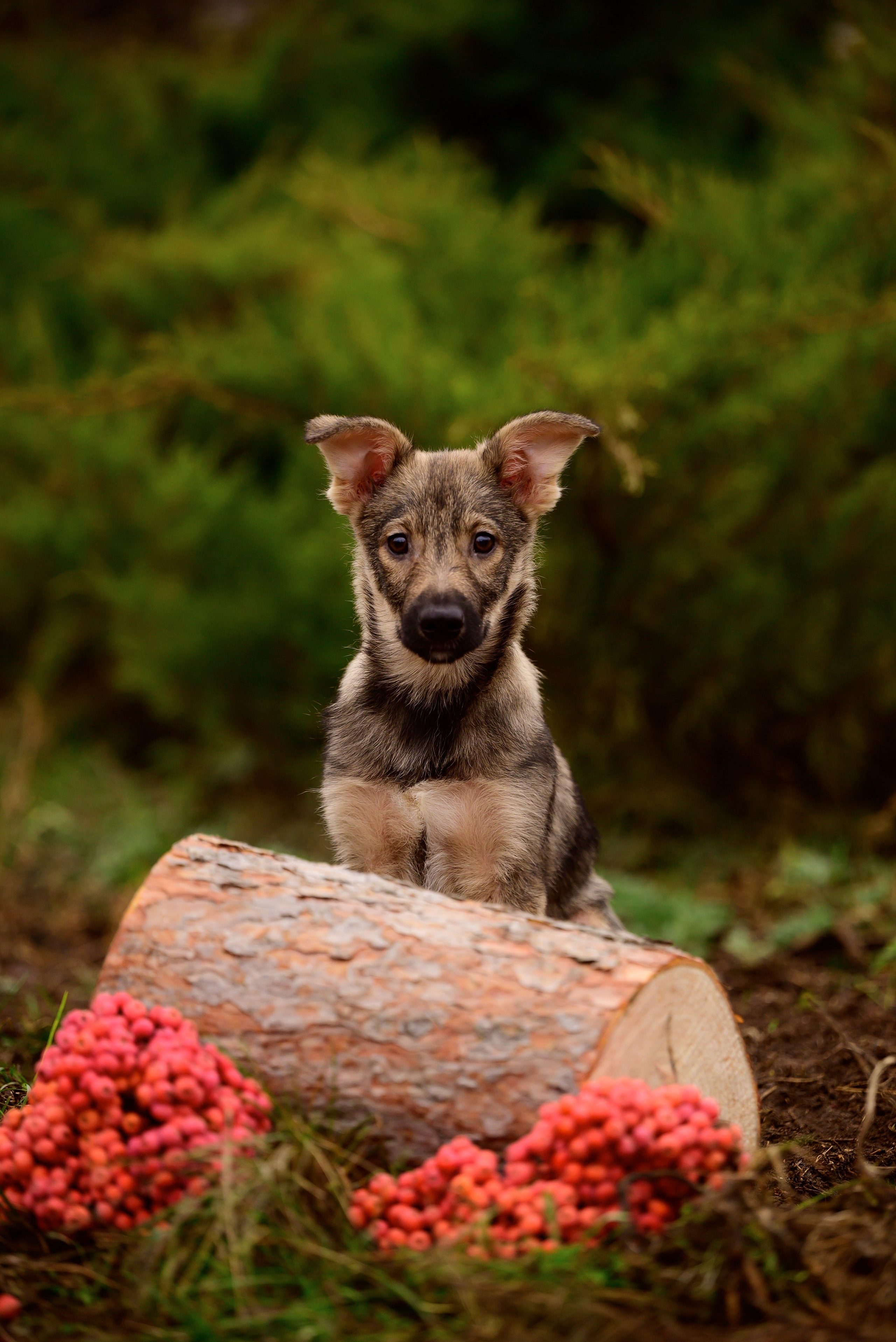 Круассанчики. Мила Астахова