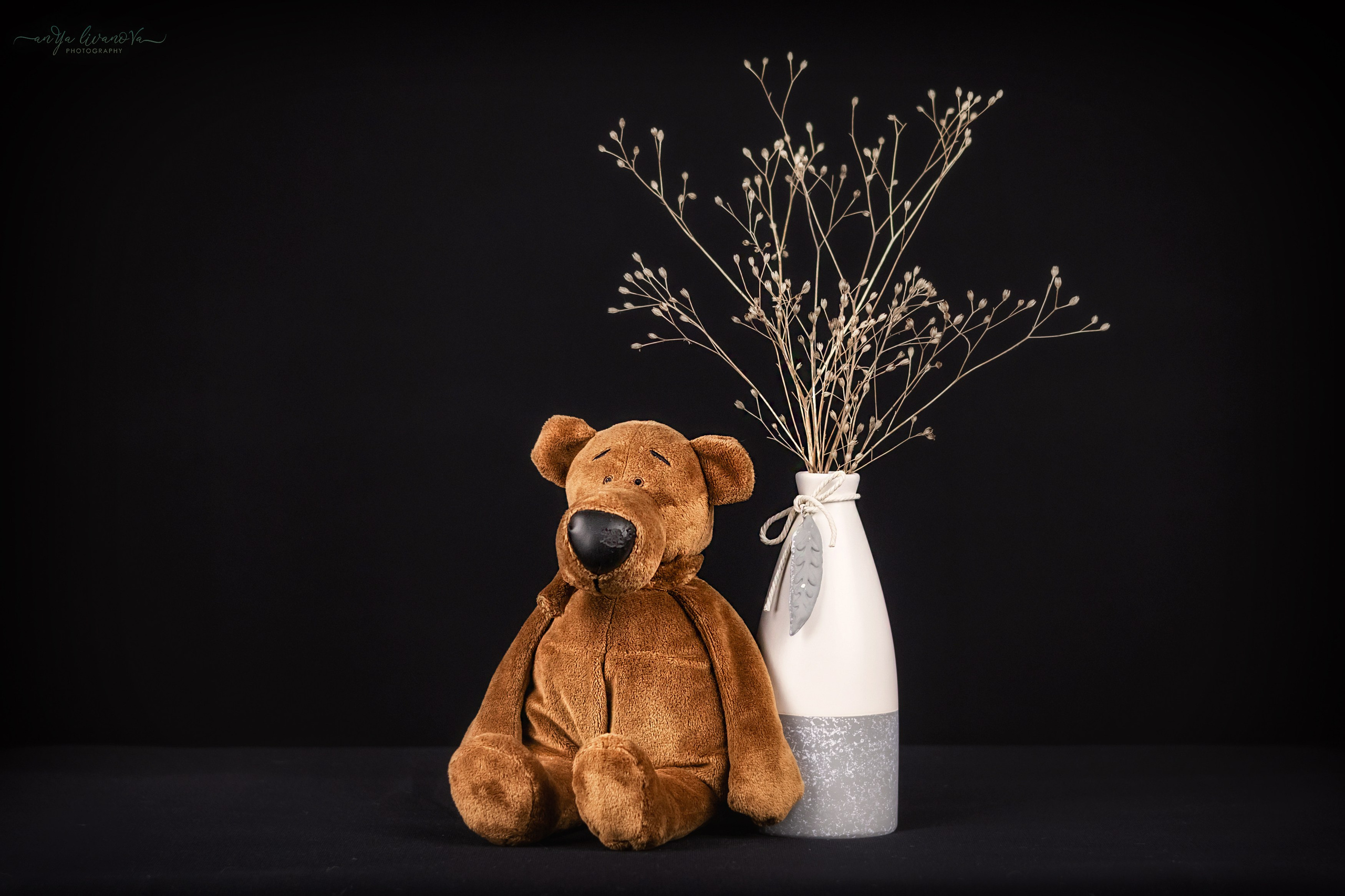 Черный фон. Фотограф анималист Аня Ливанова | Рыбинск