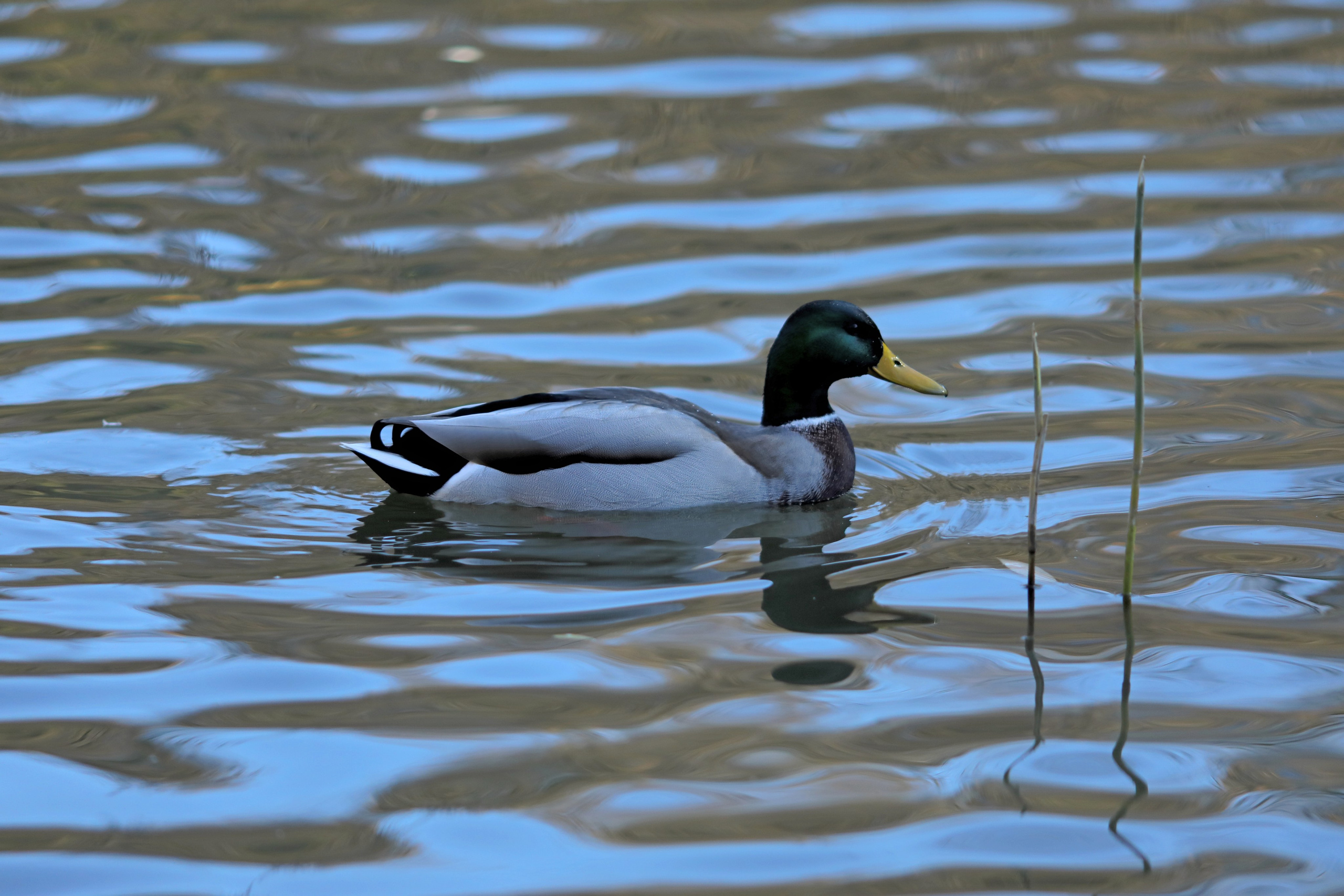 Птицы и животные южного региона. Фото-художник и Репортажный фотограф Николаев Александр Алексеевич