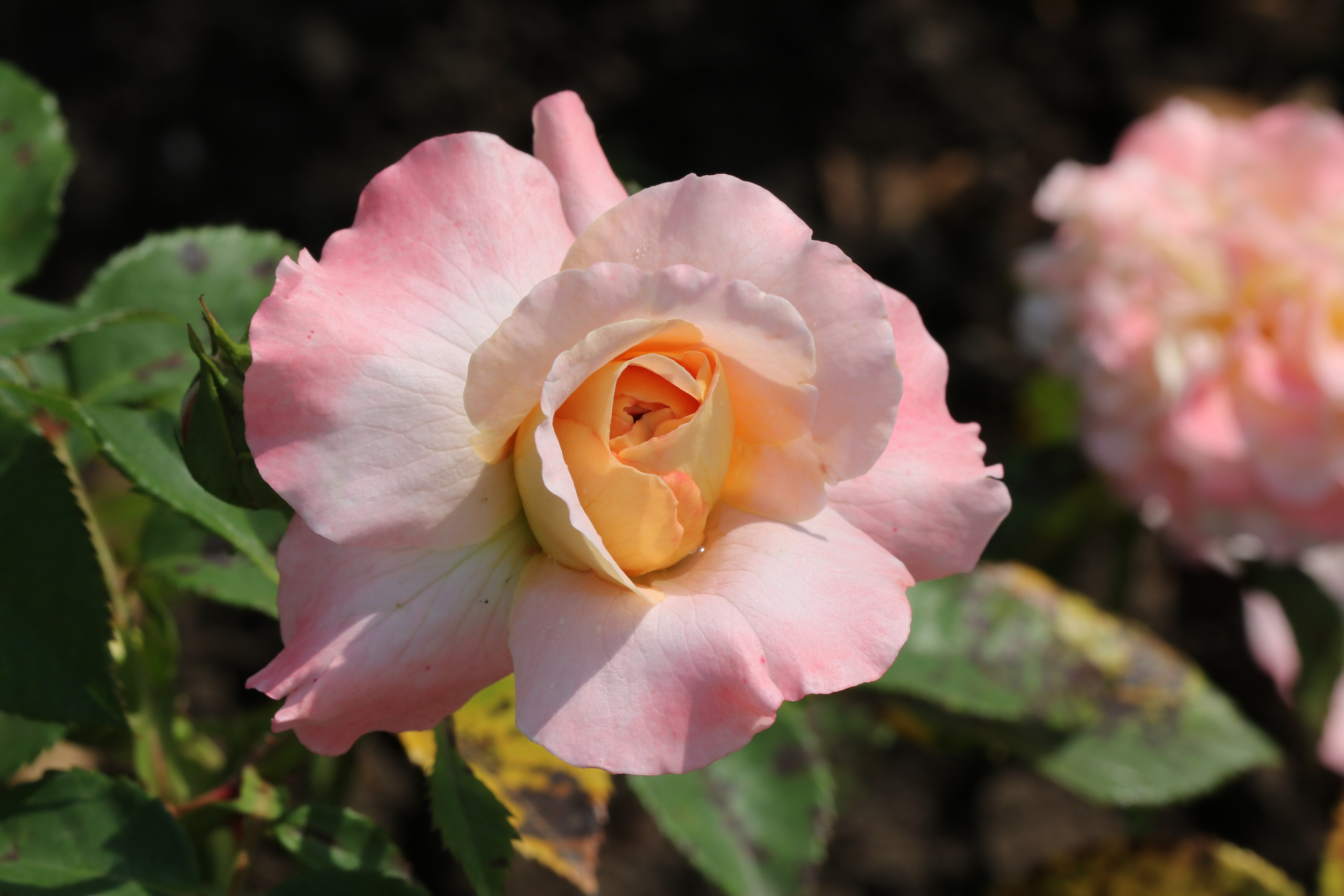 Долина роз в Кисловодске. Фото-художник и Репортажный фотограф Николаев Александр Алексеевич