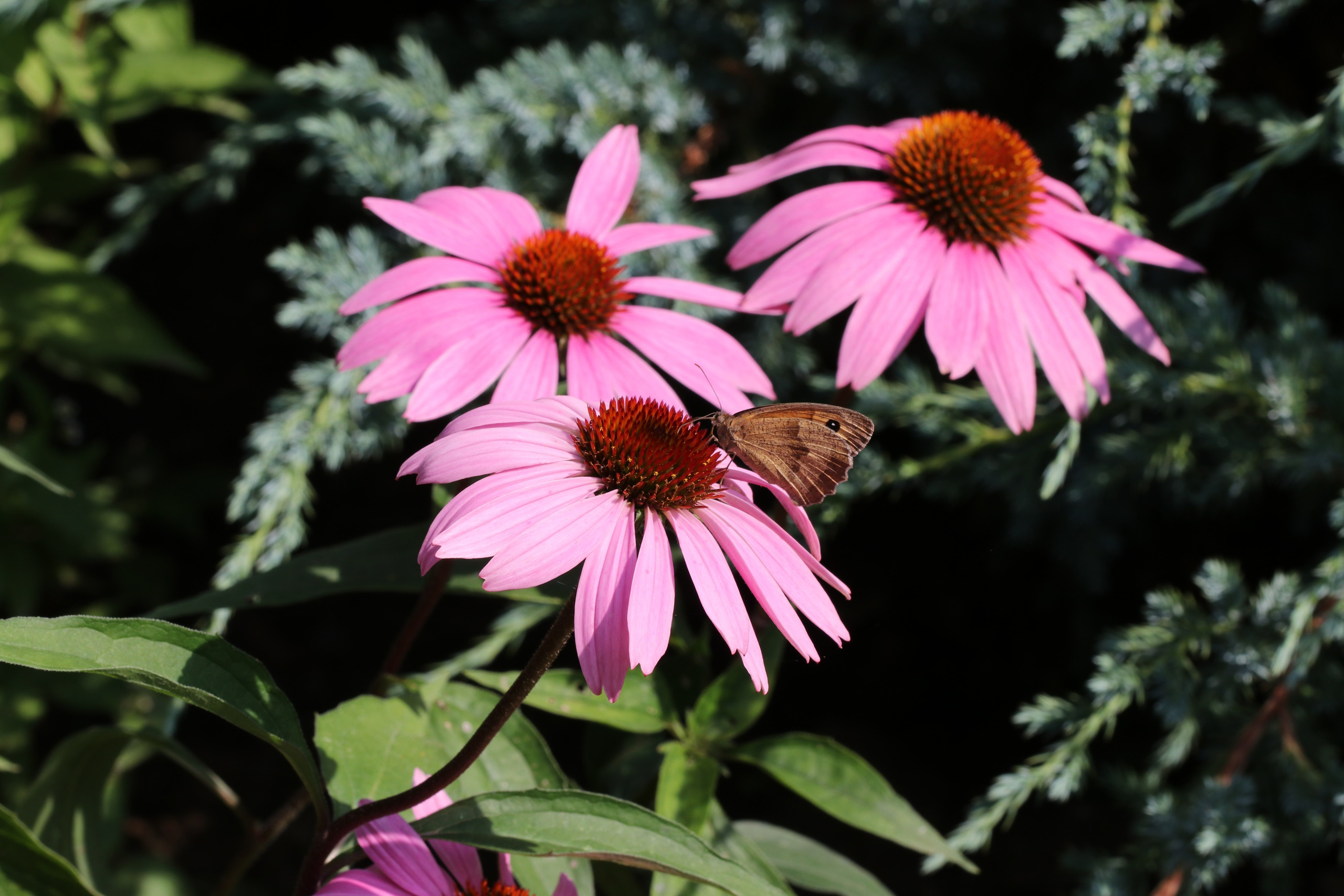 Эхинацея из Кисловодска. Фото-художник и Репортажный фотограф Николаев Александр Алексеевич