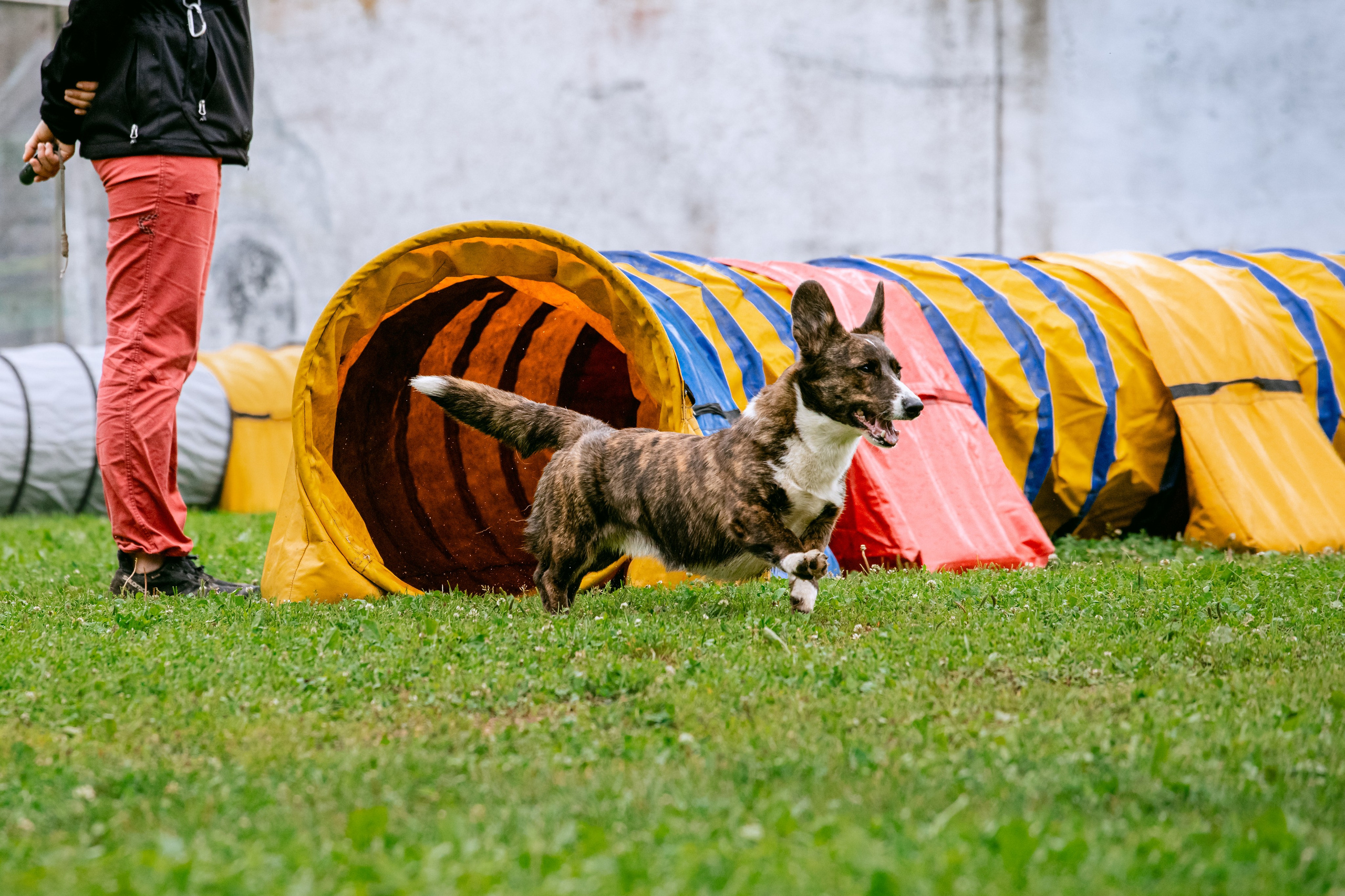 Соревнования по аджилити Долгопрудный 30.06.2025. Фотограф-анималист Татьяна Степанова