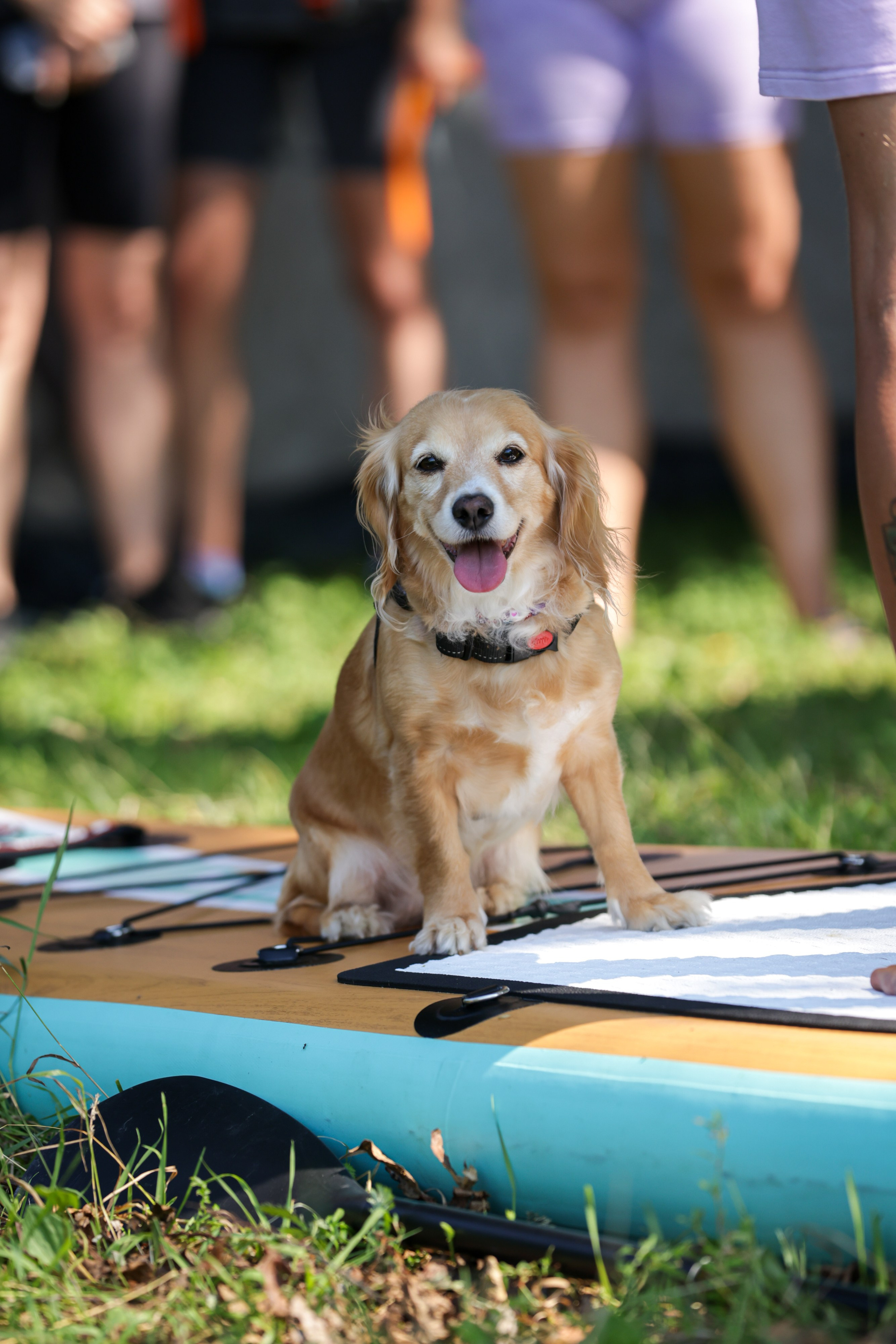 Репортажная съёмка спортивных мероприятий. ESHE_PHOTO Фотограф анималист в Москве и Московской области