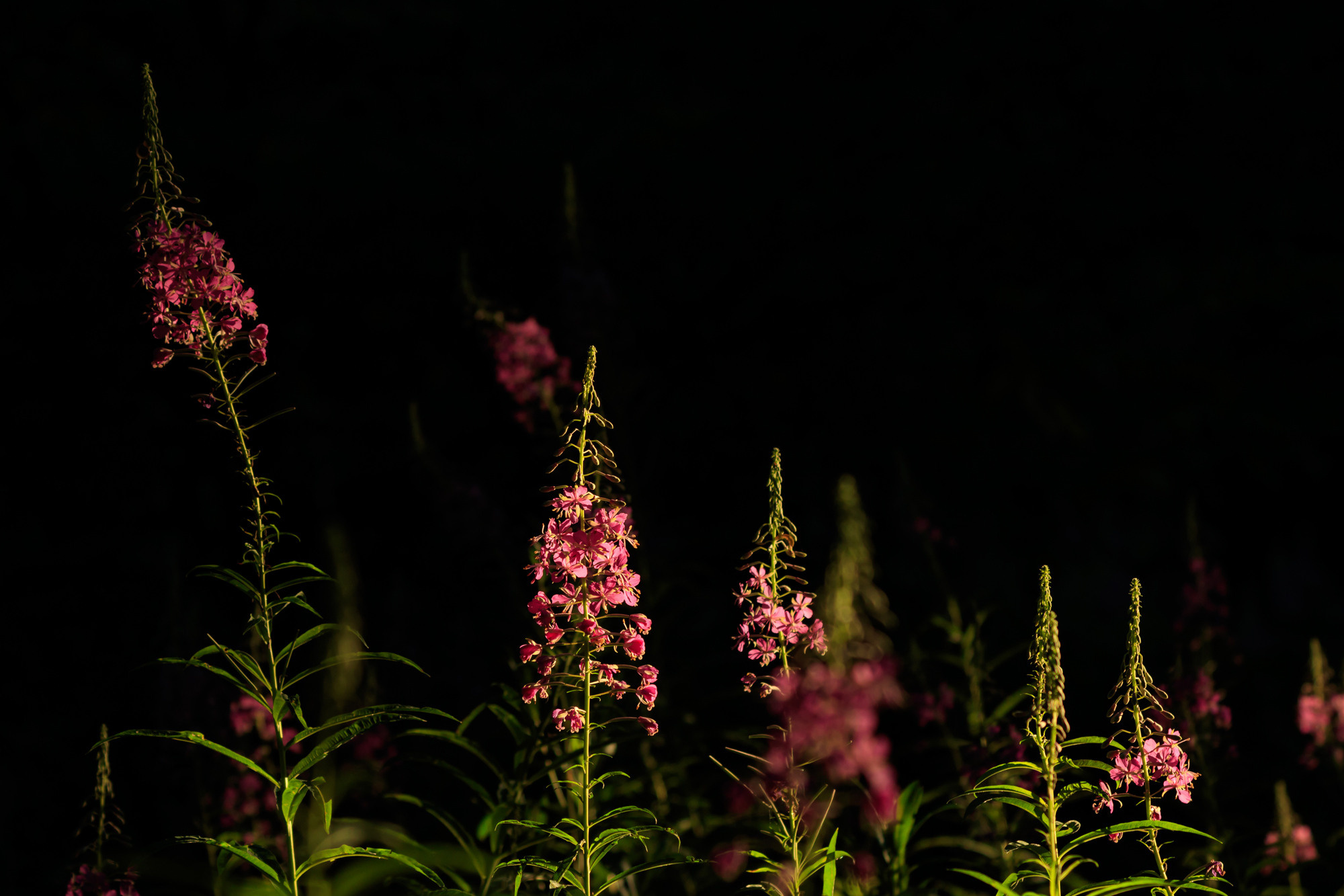 Полянка с цветами Иван-чай ранним утром.