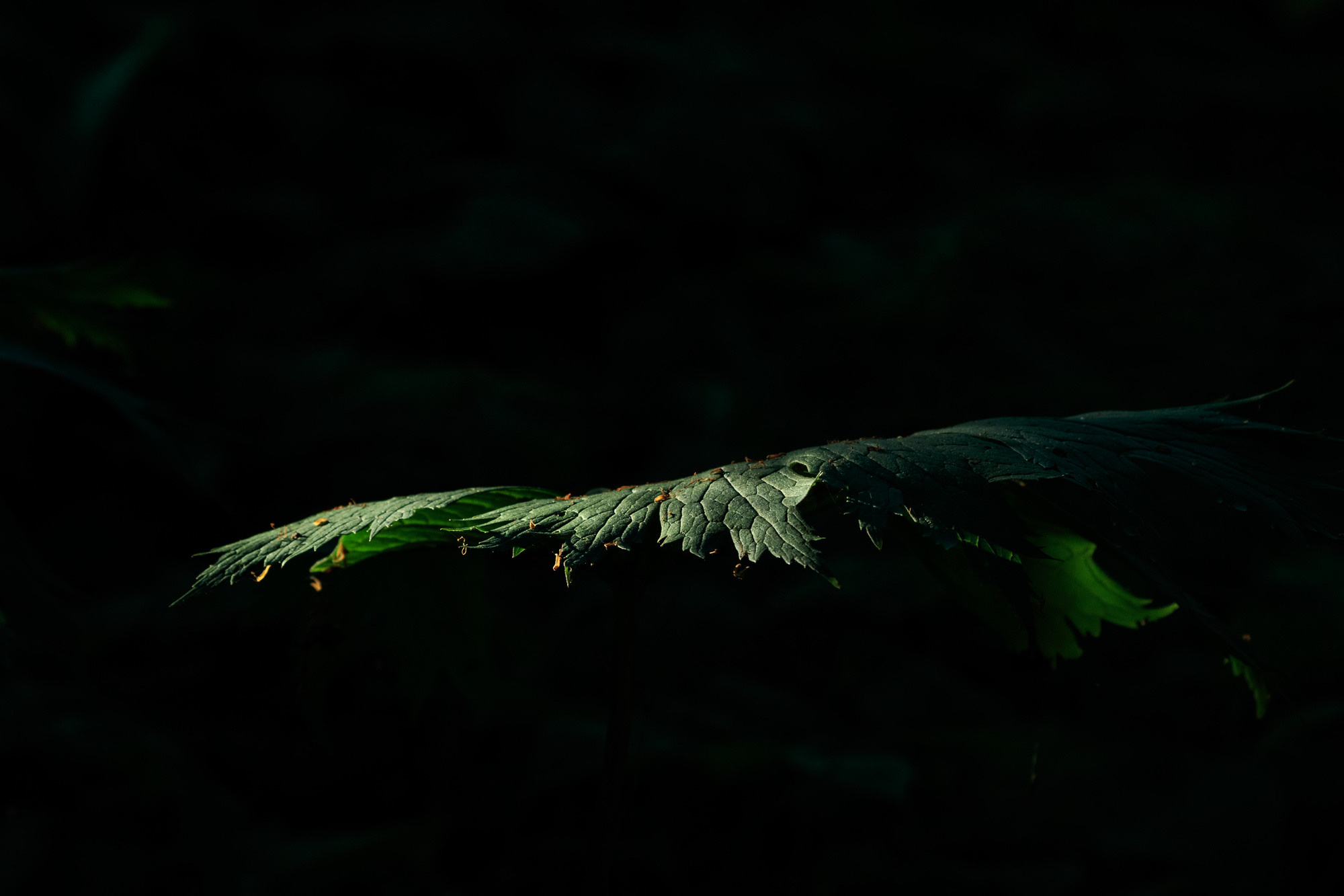 Зеленый лист на темном фоне.