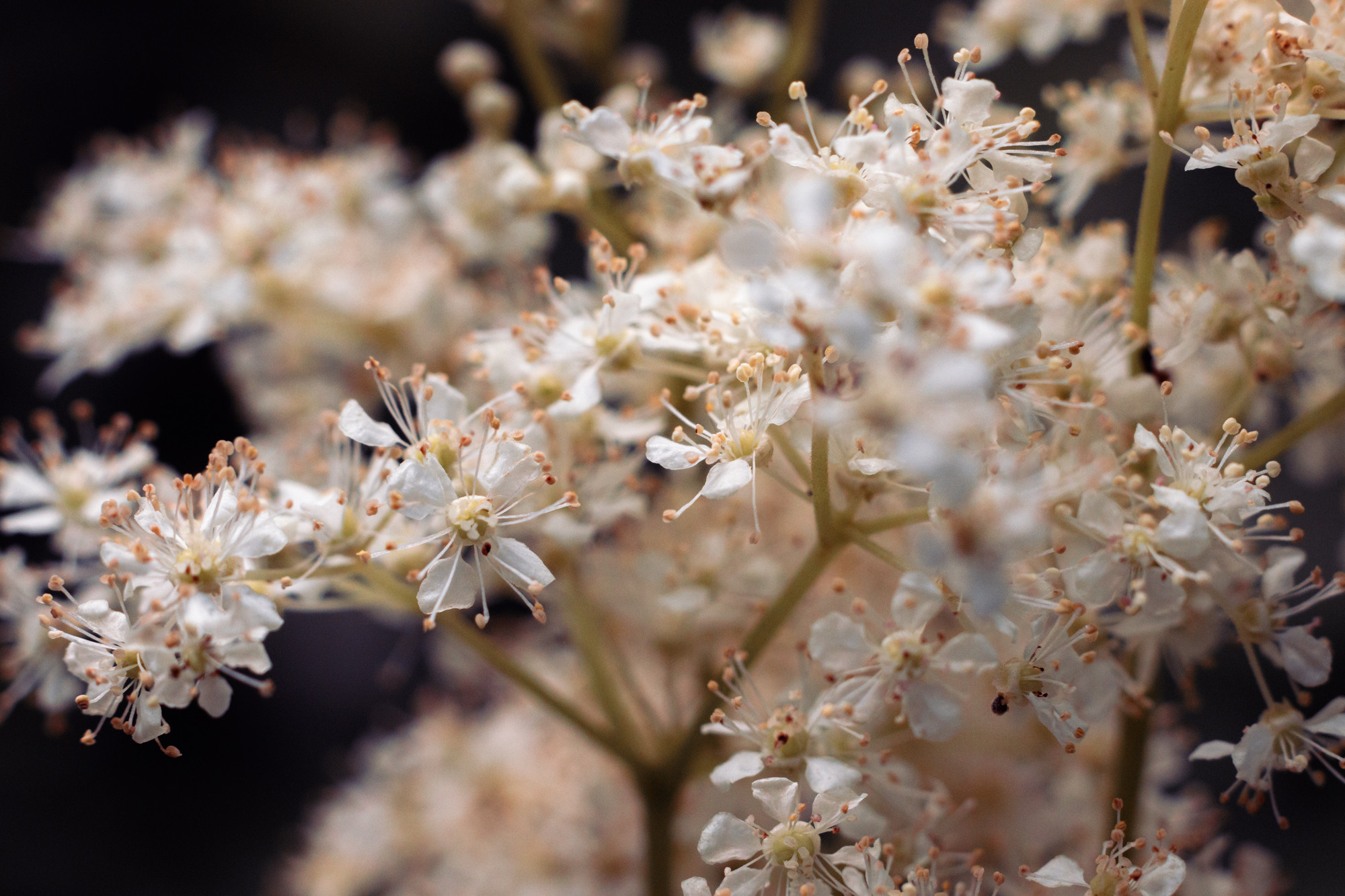 Булые пушистые маленькие цветочки.