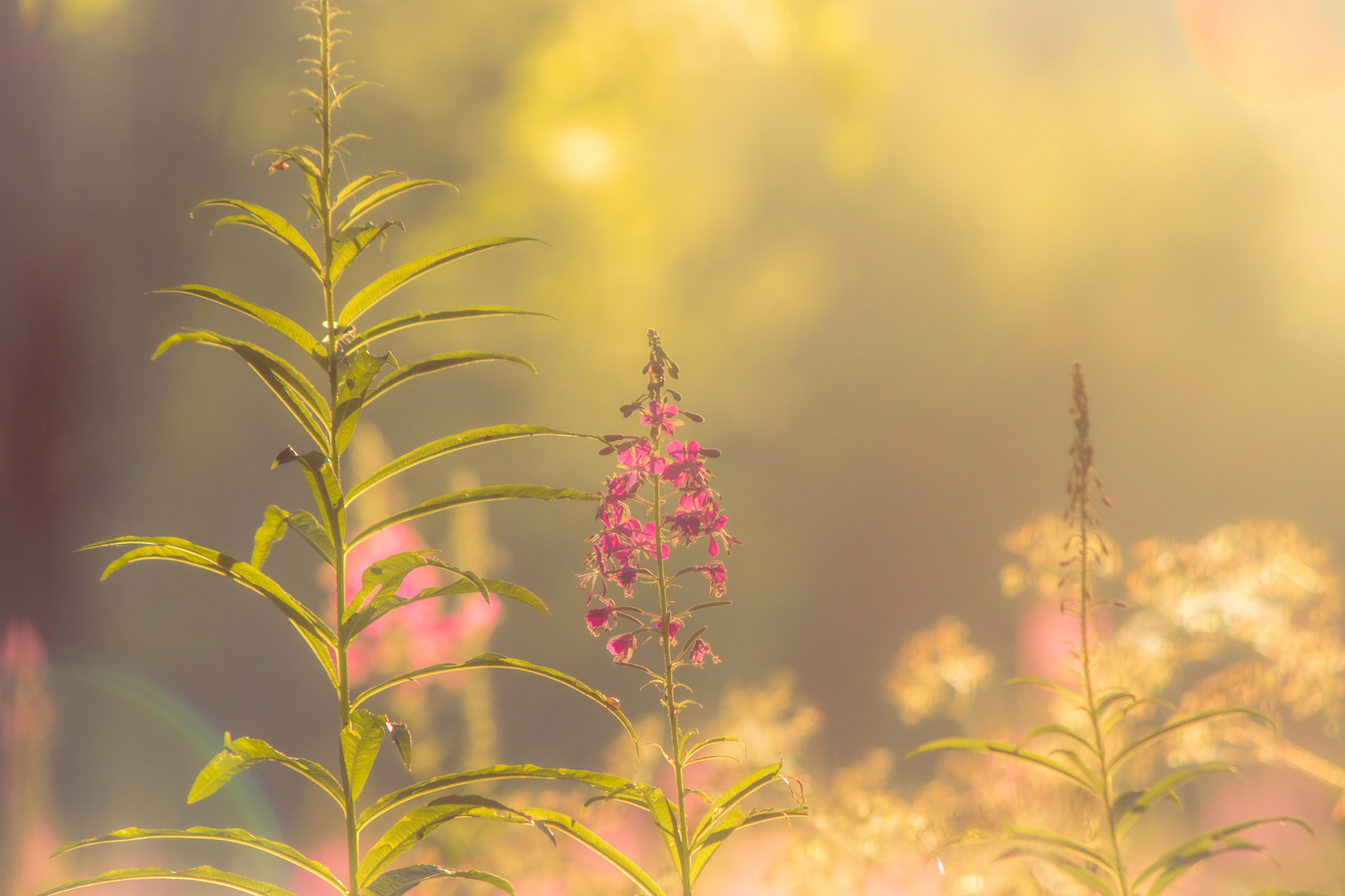 Солнечное раннее утро в лесу, полянка с цветами.