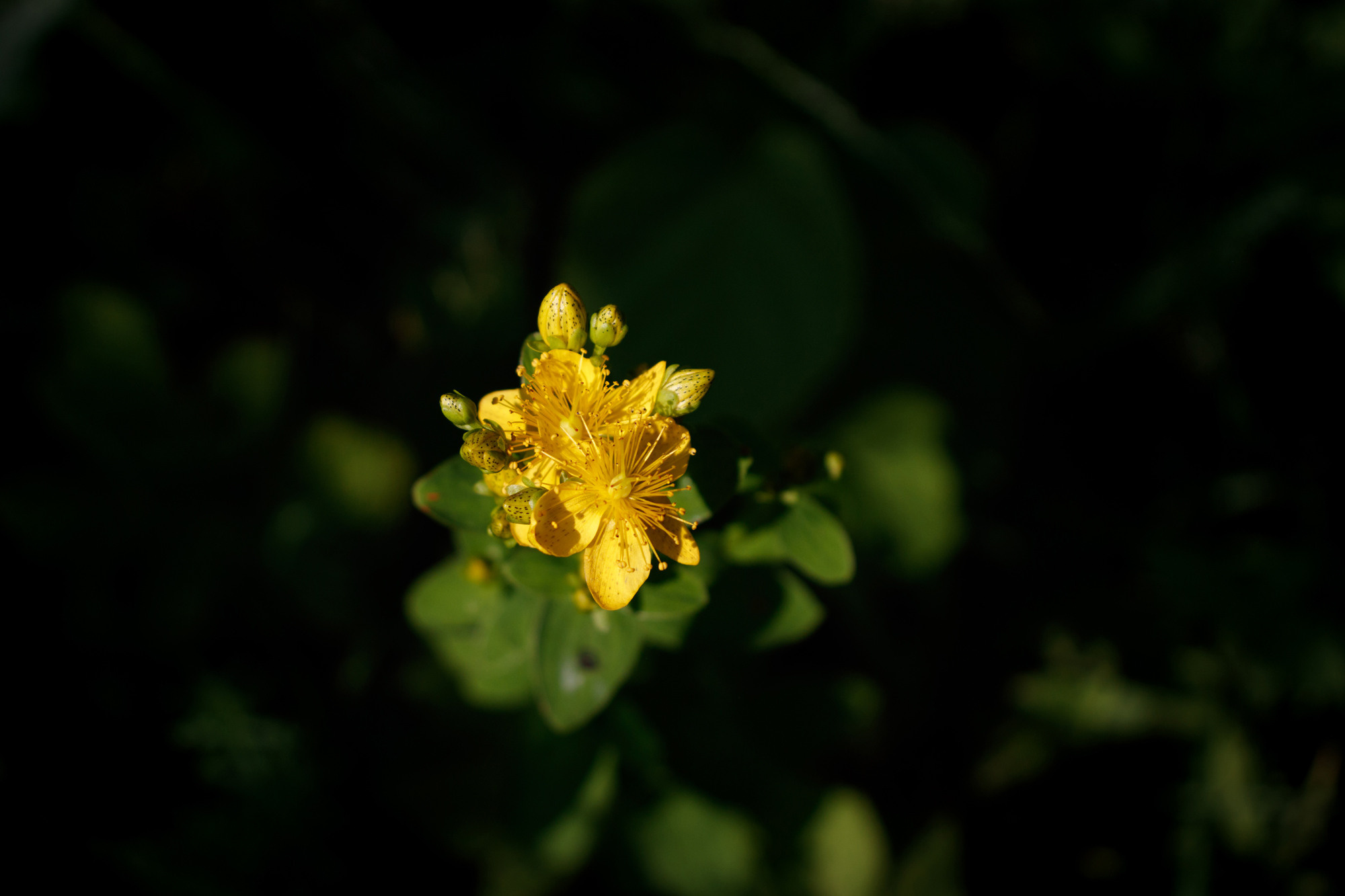 Жёлтый цветочек в лесу в лучах солнца.