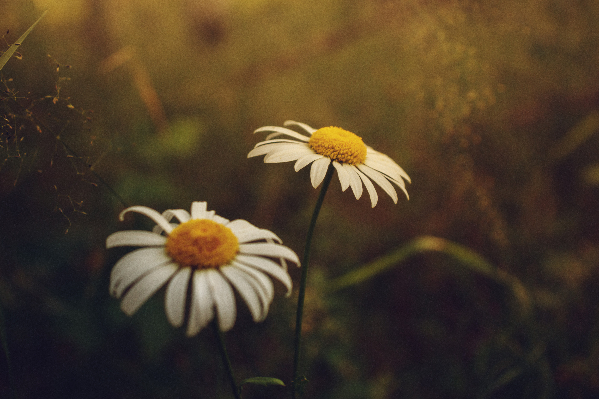 Две ромашки в траве.