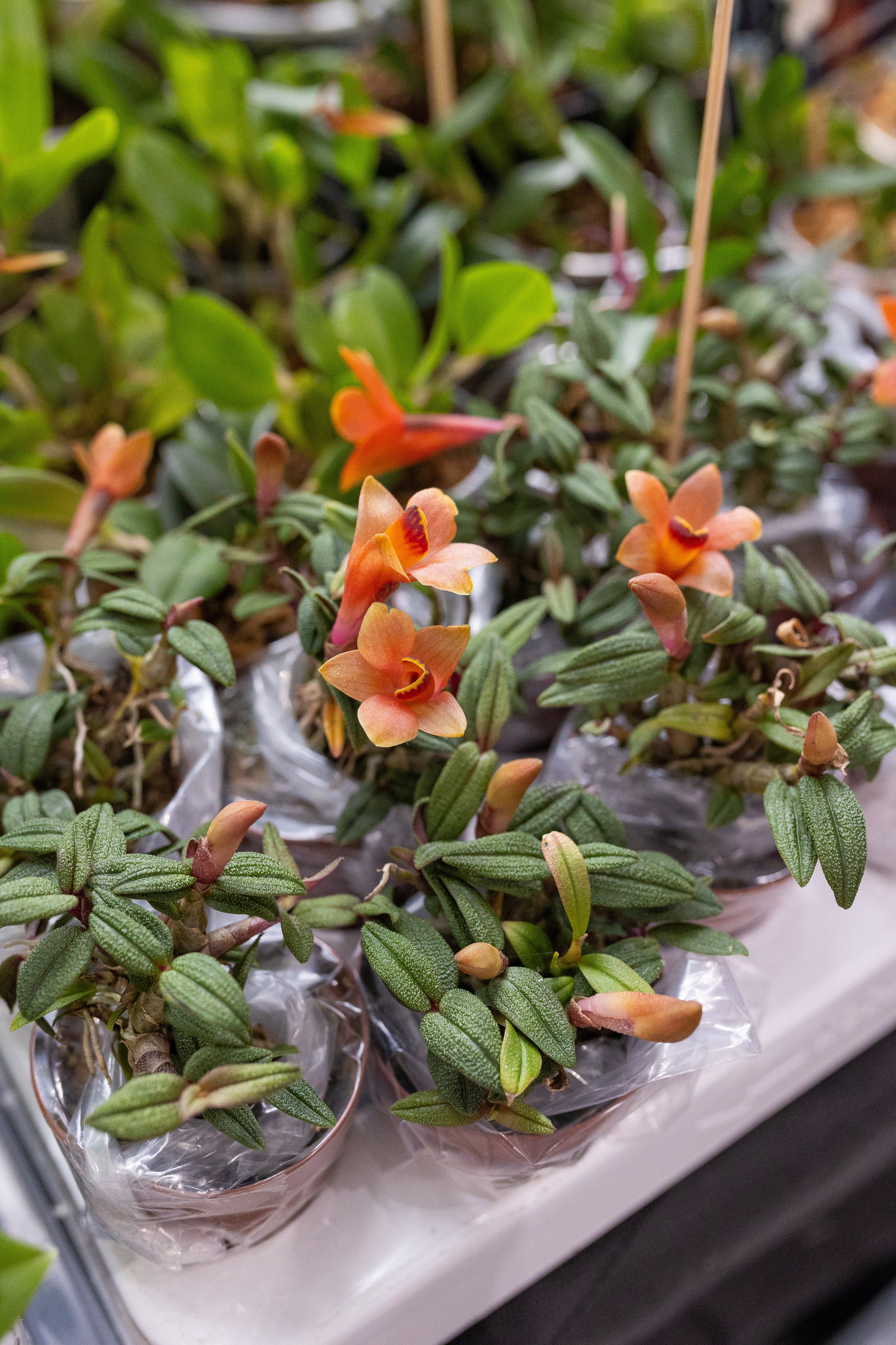 Орхидиум май 2025. Александра Куликова фотограф, Москва