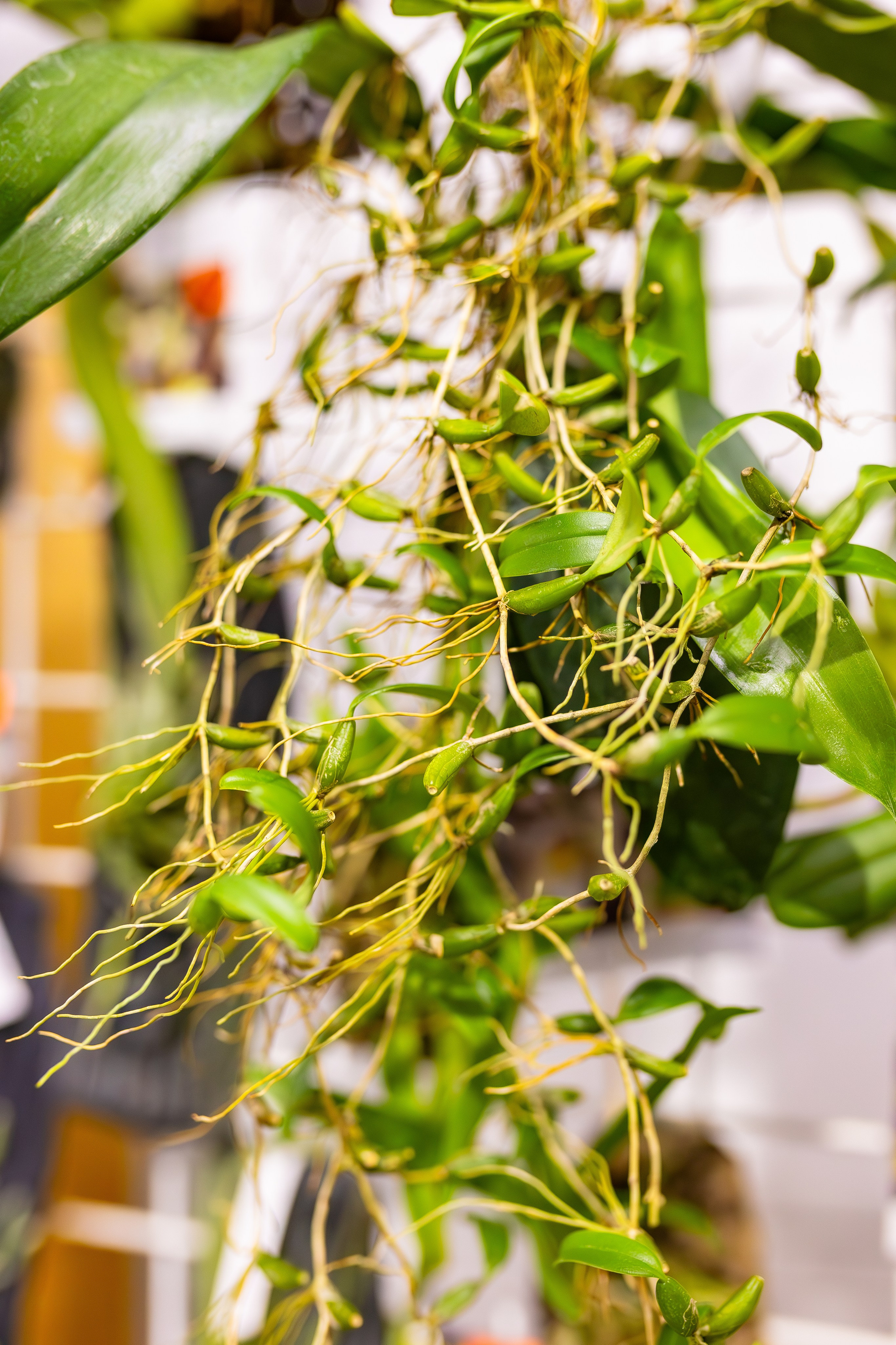 Орхидиум сентябрь 2025. Александра Куликова фотограф, Москва