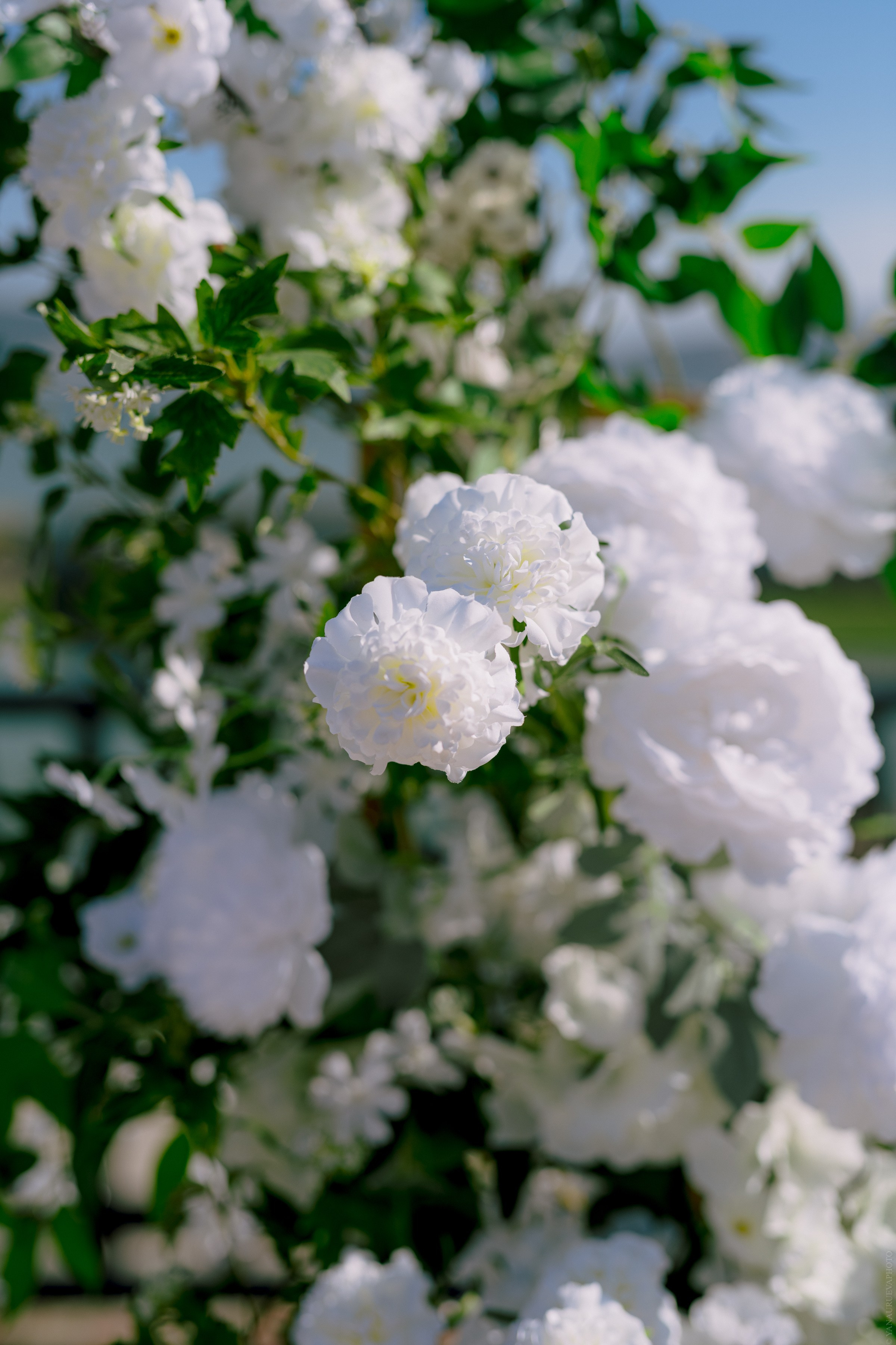 Свадебная фотосессия Самара Тольятти Москва. Свадебный и контент- фотограф в Тольятти, Самаре, Москве Яна Уруева